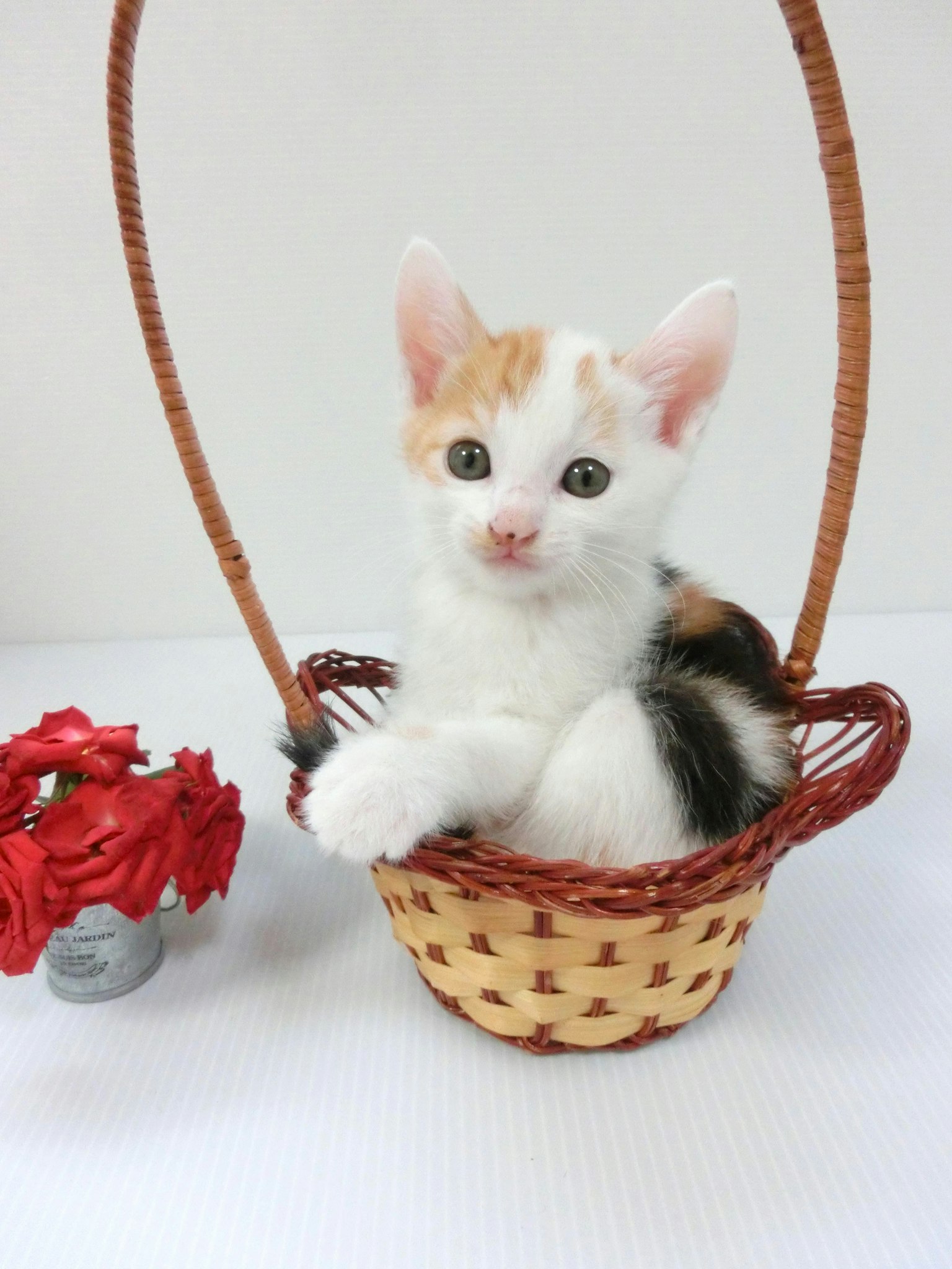 Một chú mèo con ngồi trong giỏ với vẻ mặt tinh nghịch