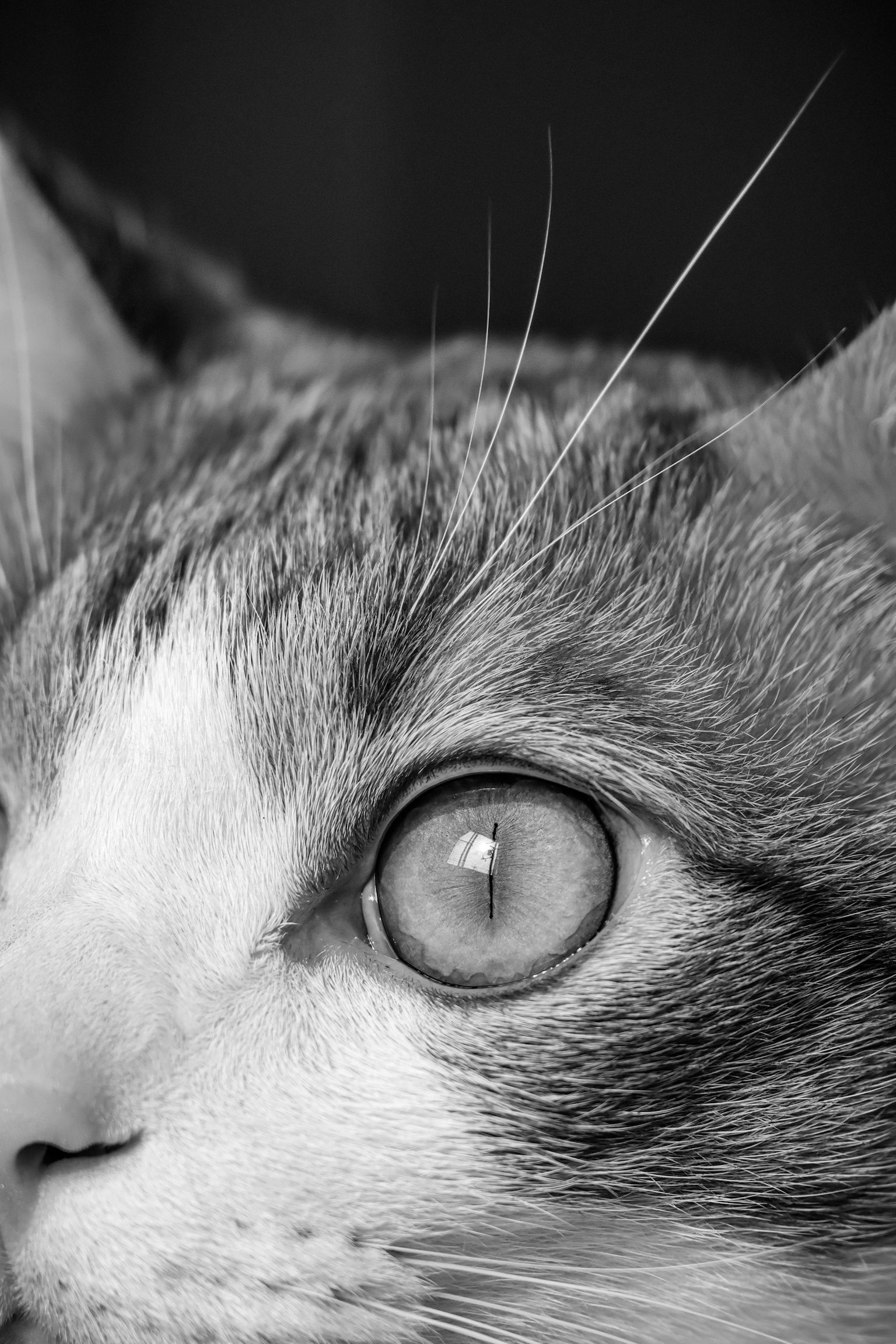 猫の目のクローズアップモノクロ写真