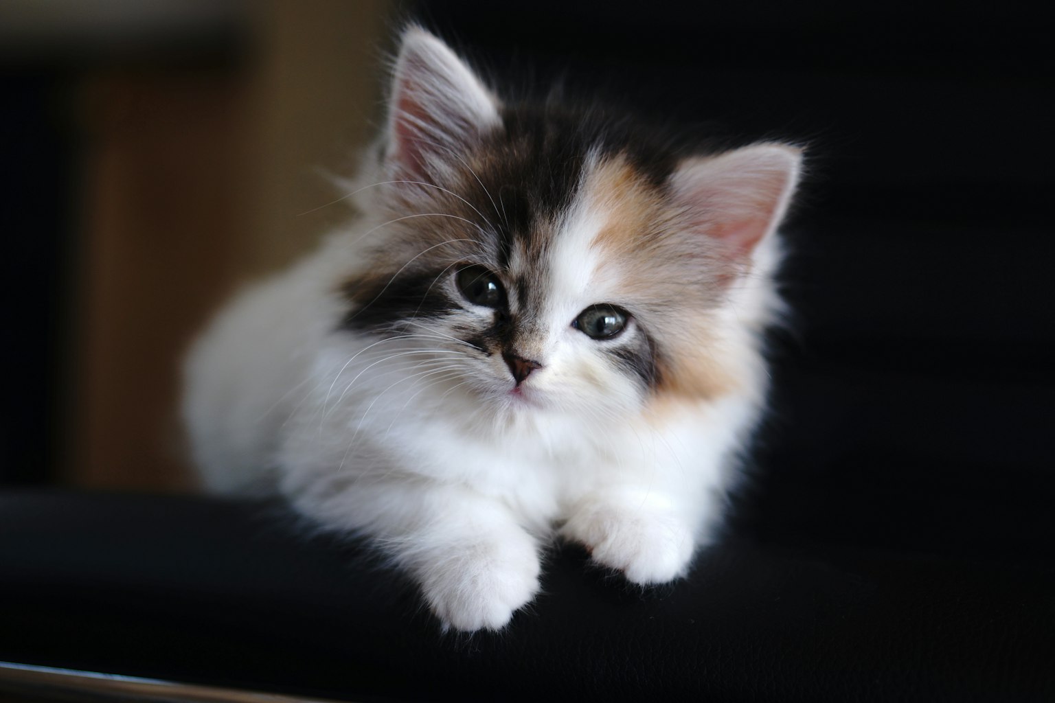 Cute calico kitten sitting on a chair