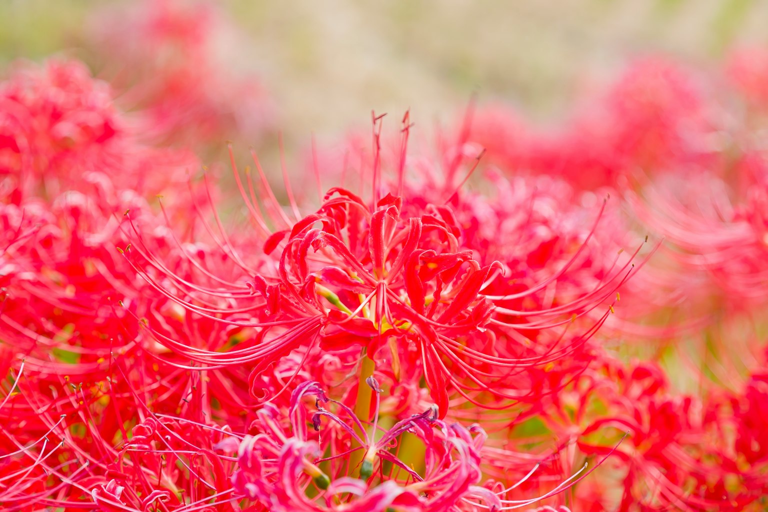盛開的紅色蜘蛛百合的生動群體