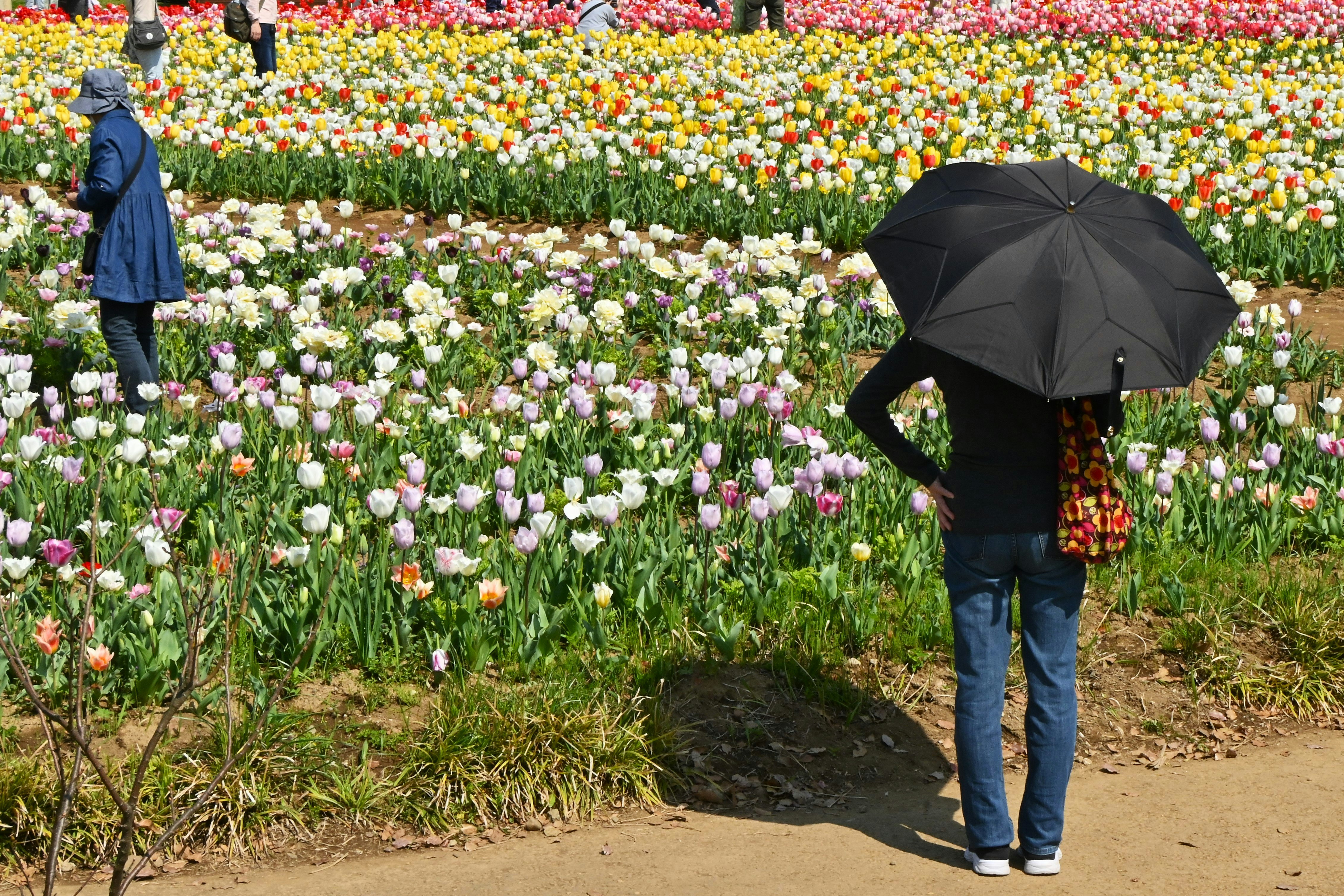 A person holding an umbrella in a tulip garden