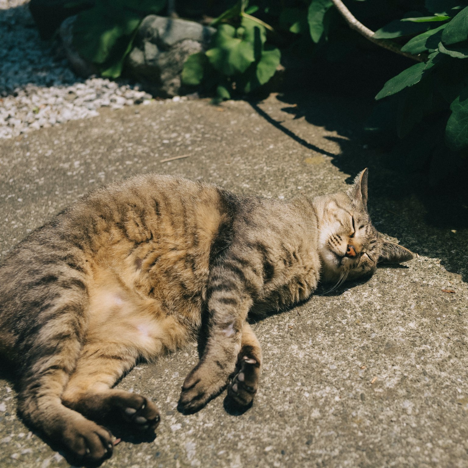 Kucing yang berbaring di permukaan batu di bawah sinar matahari dikelilingi oleh tanaman hijau