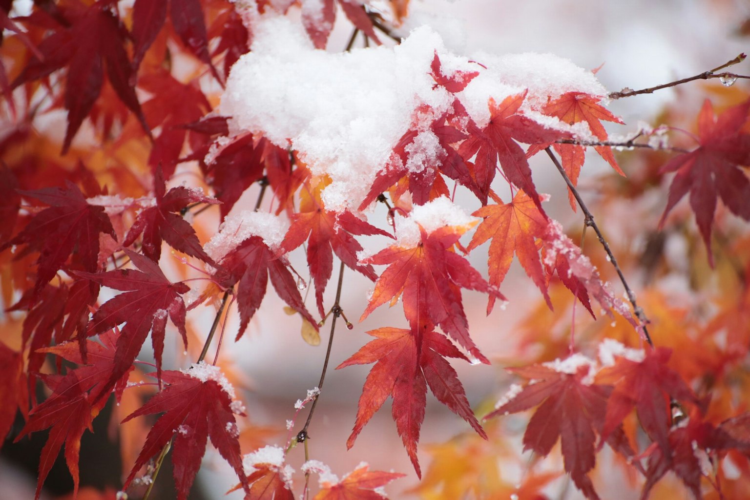 被雪覆盖的红枫叶