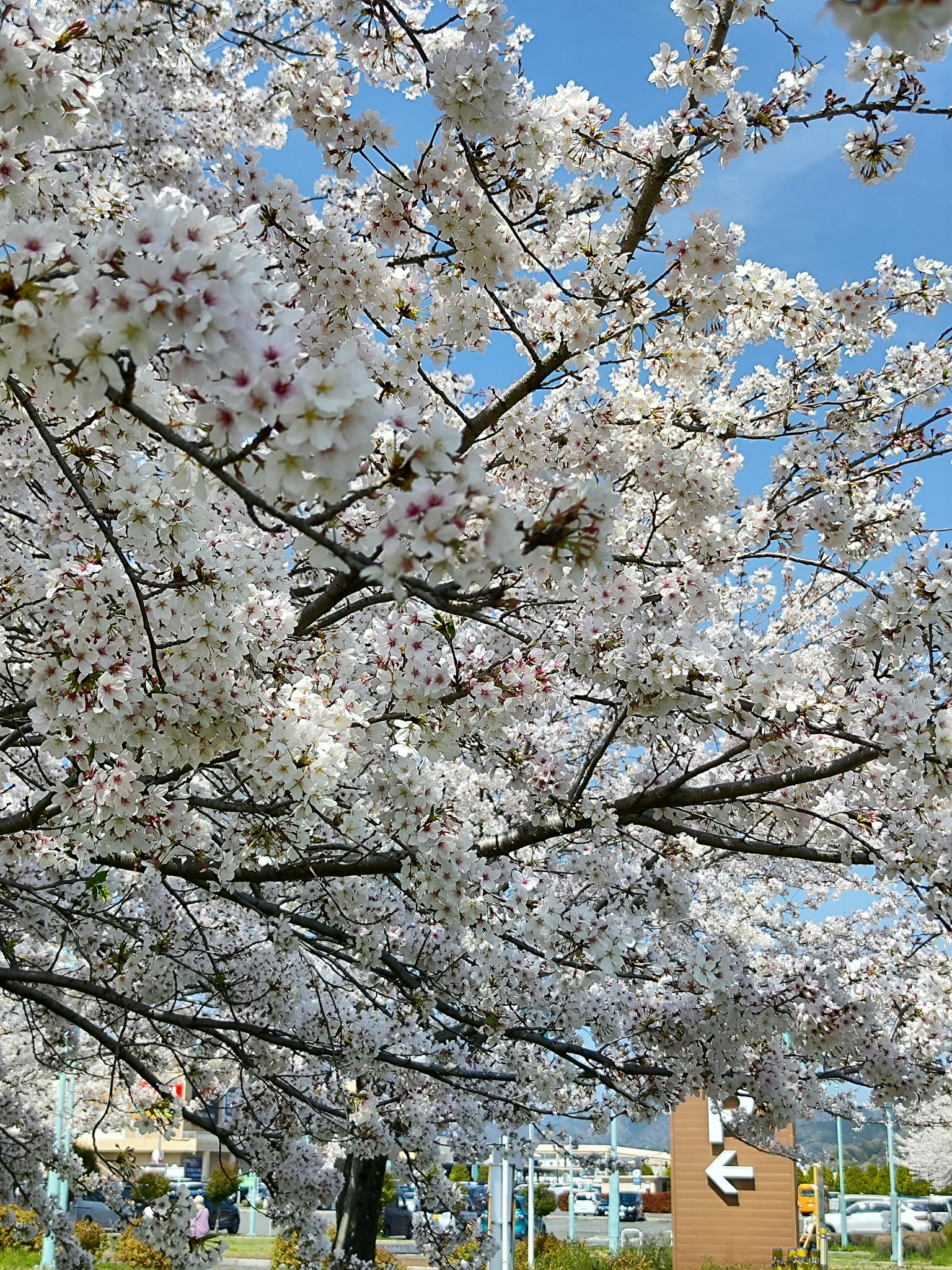 Kirschbaum in voller Blüte vor blauem Himmel