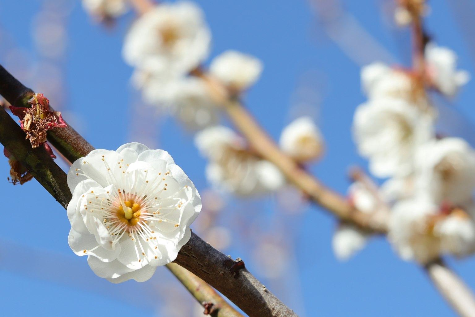 Nahaufnahme von weißen Blumen, die unter einem blauen Himmel blühen