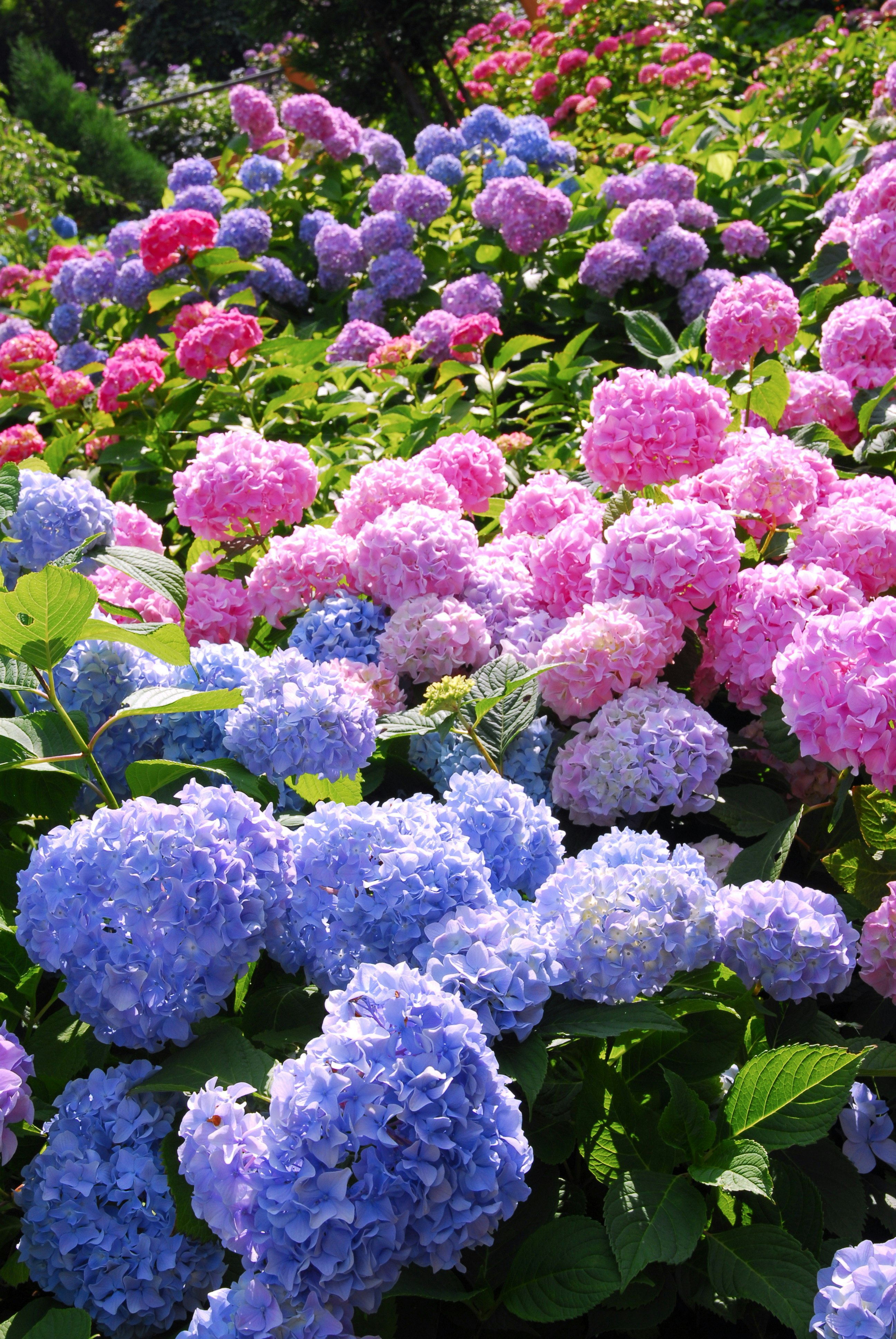 紫陽花の花が咲き並ぶ花壇の景色