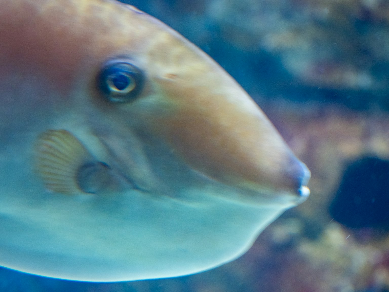水族馆中鱼的特写展示亮丽的鳞片和独特的眼睛