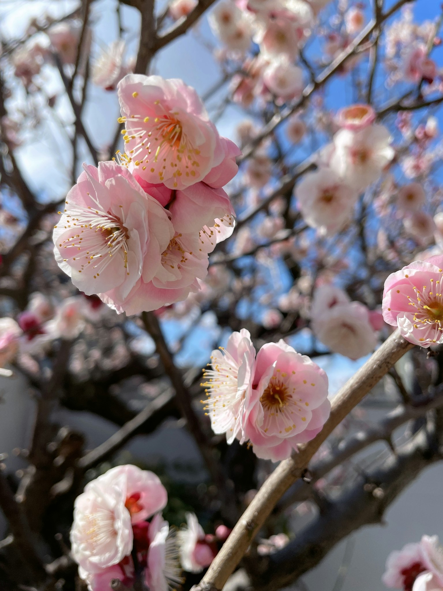 Fiori di ciliegio in piena fioritura sui rami degli alberi