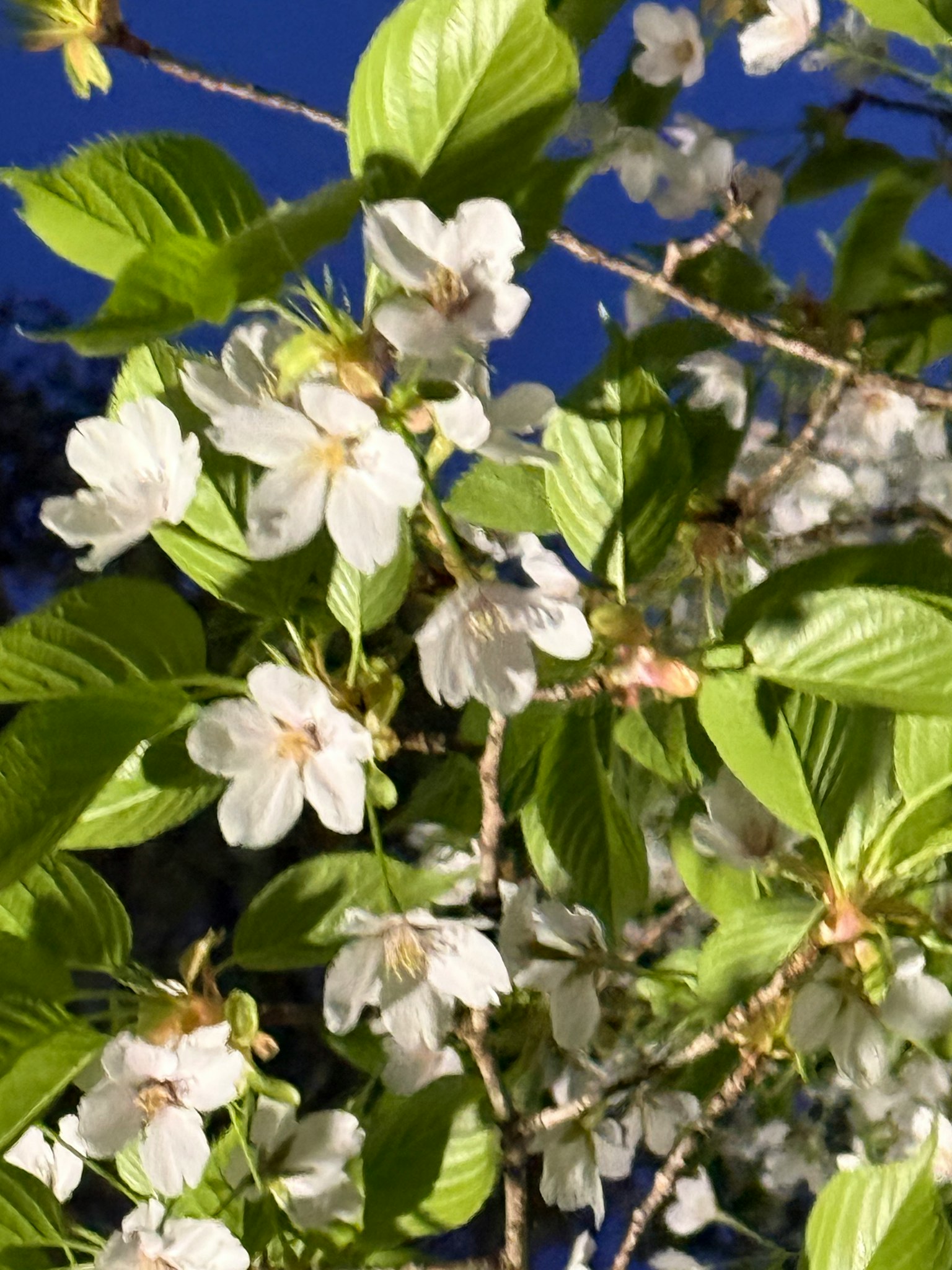 White cherry blossoms and green leaves against a blue sky