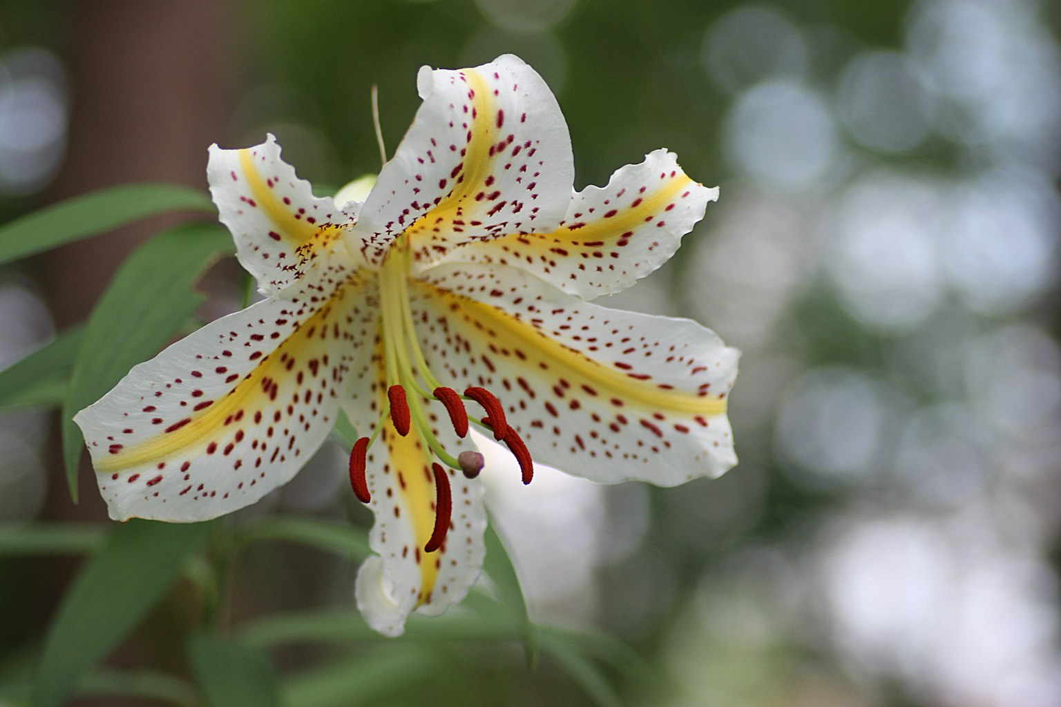 A white lily flower with yellow and red markings against a blurred green background