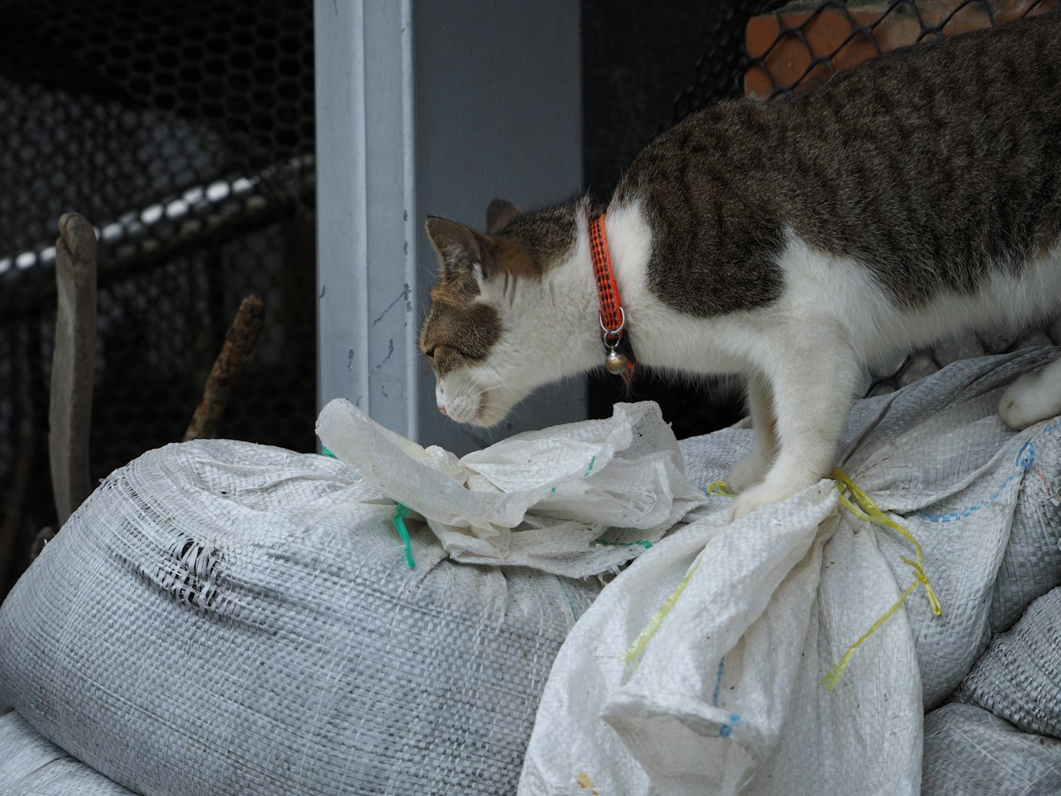 猫站在袋子上，表情好奇
