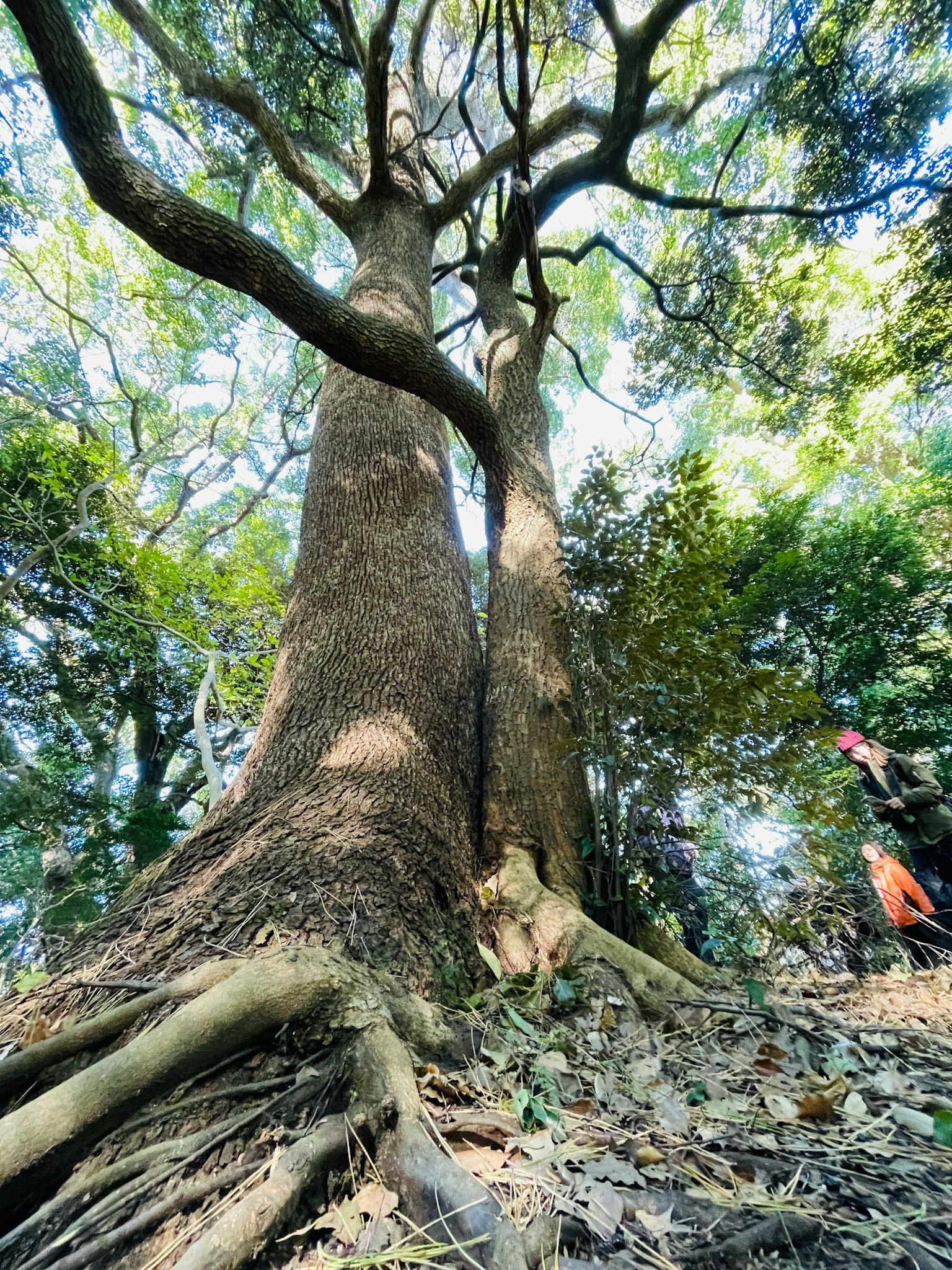 Foto dalla base di un grande albero guardando in alto che mostra la bellezza della natura in una foresta lussureggiante