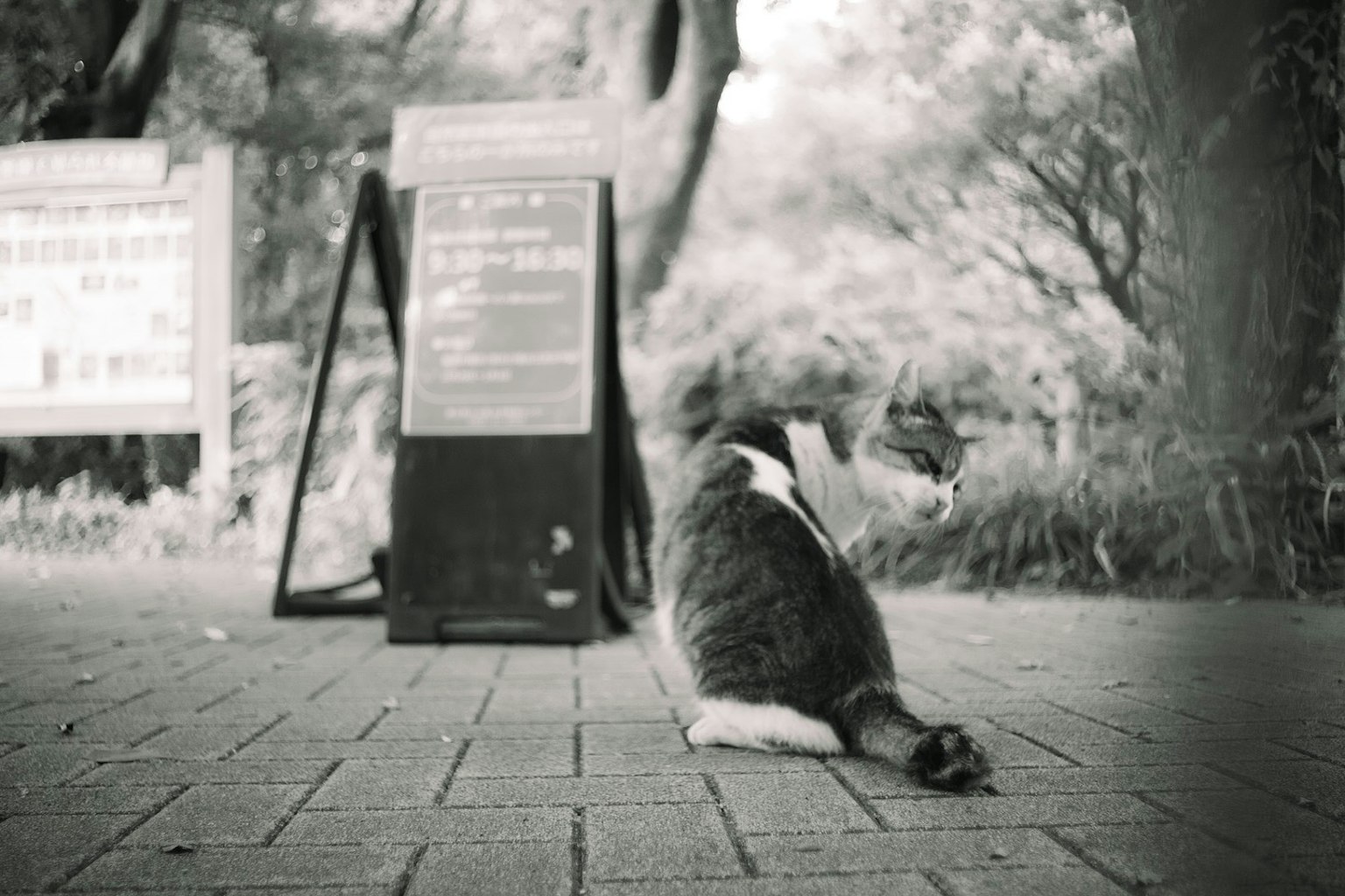 A cat lying on a paved path in a park with a sign in the background