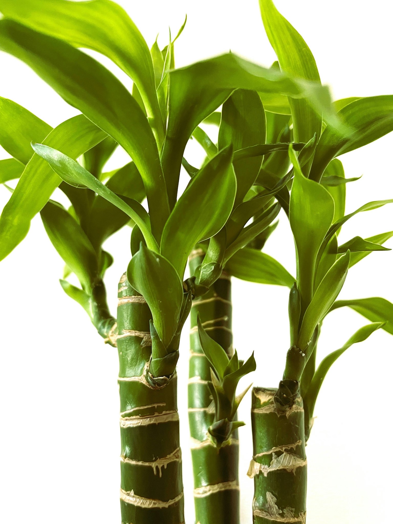 Plante de bambou verte luxuriante avec des tiges rayées et des feuilles abondantes