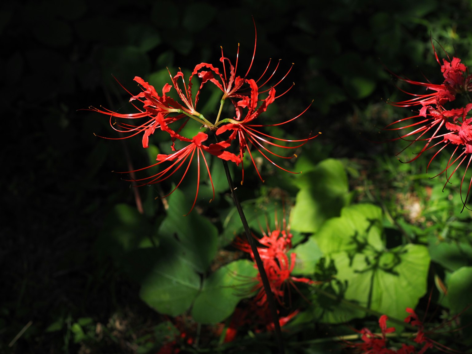 Rote Spinnenlilien blühen vor einem dunklen Hintergrund