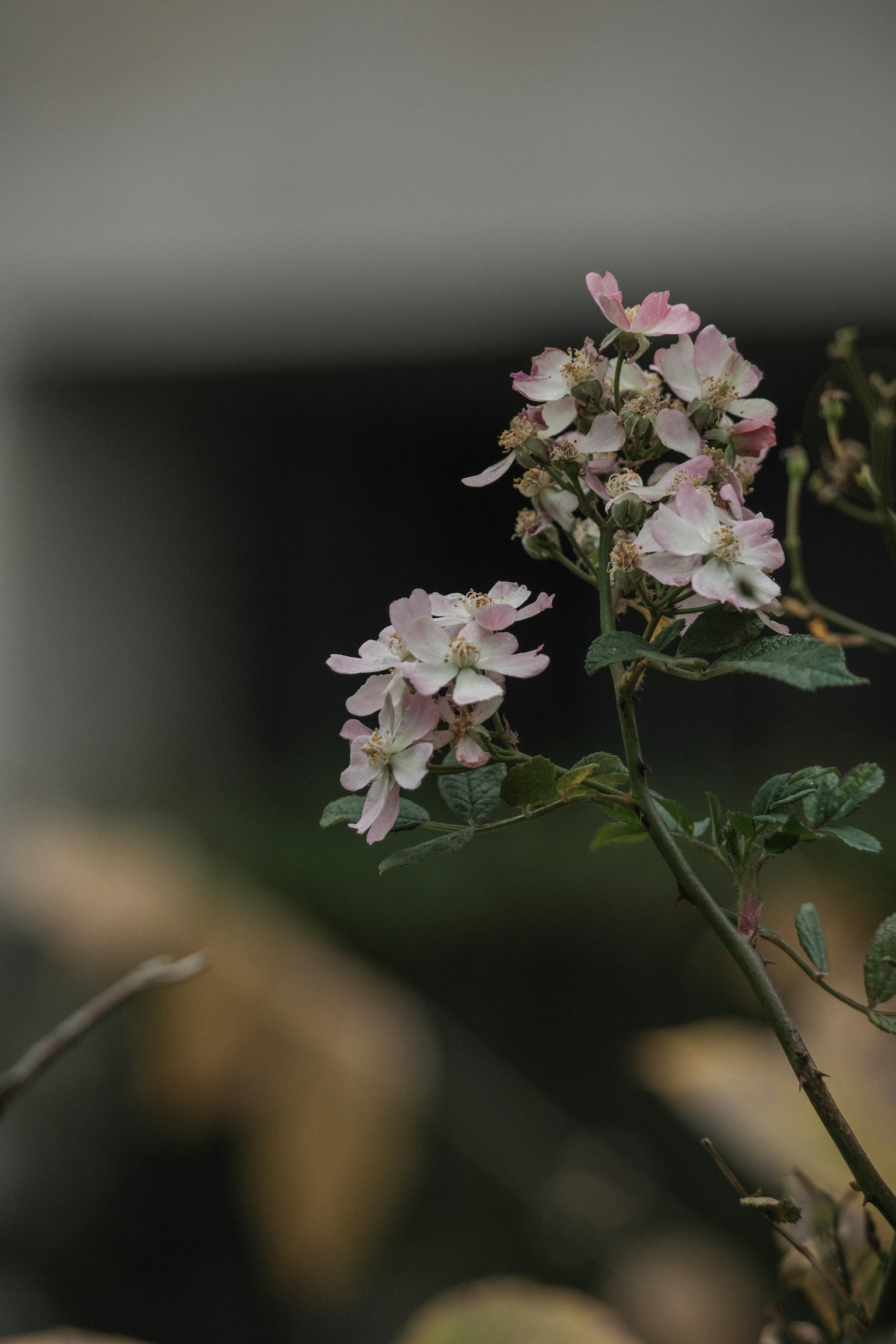 Gros plan d'une plante avec des fleurs roses délicates