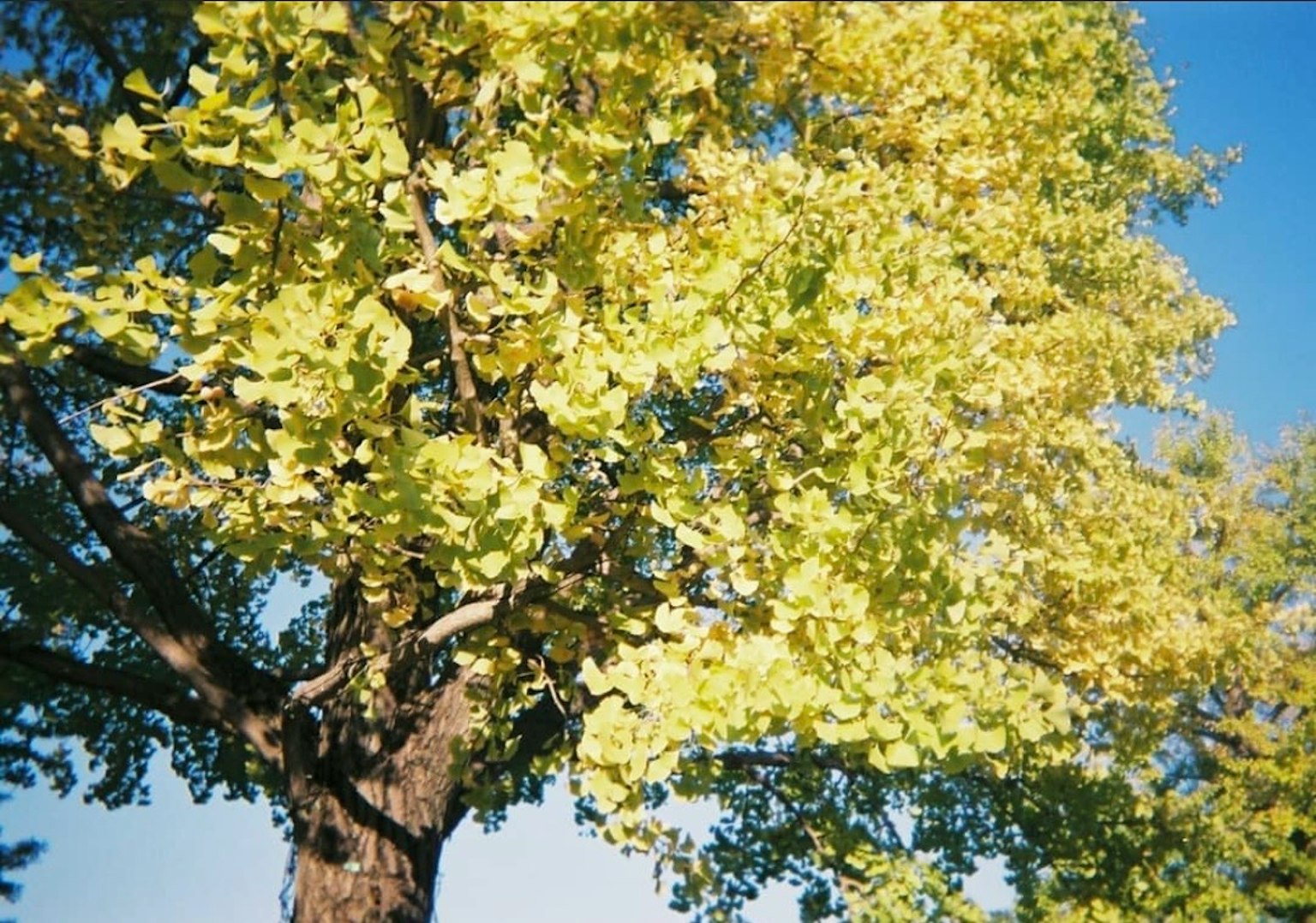 Un arbre aux feuilles jaunes vives sous un ciel bleu clair