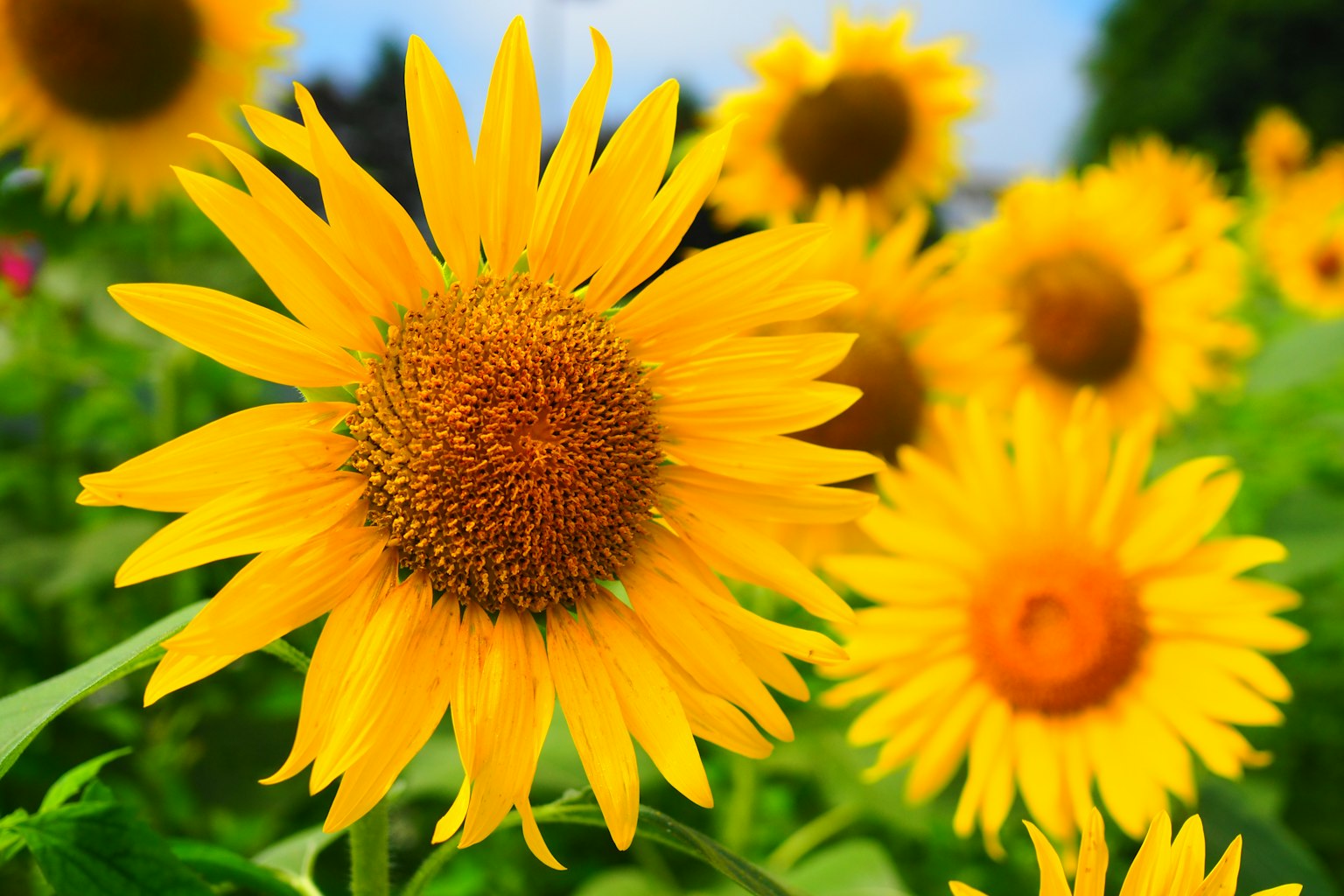 ํ๊ธฐ์ฐฌ ๋
ธ๋ ํด๋ฐ๋ผ๊ธฐ๊ฐ ๋คํ์ ํผ์ด ์๋ค