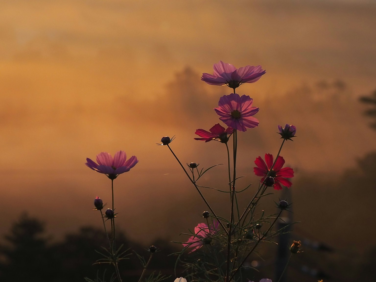 Hoa cosmos nở rộ dưới bầu trời hoàng hôn