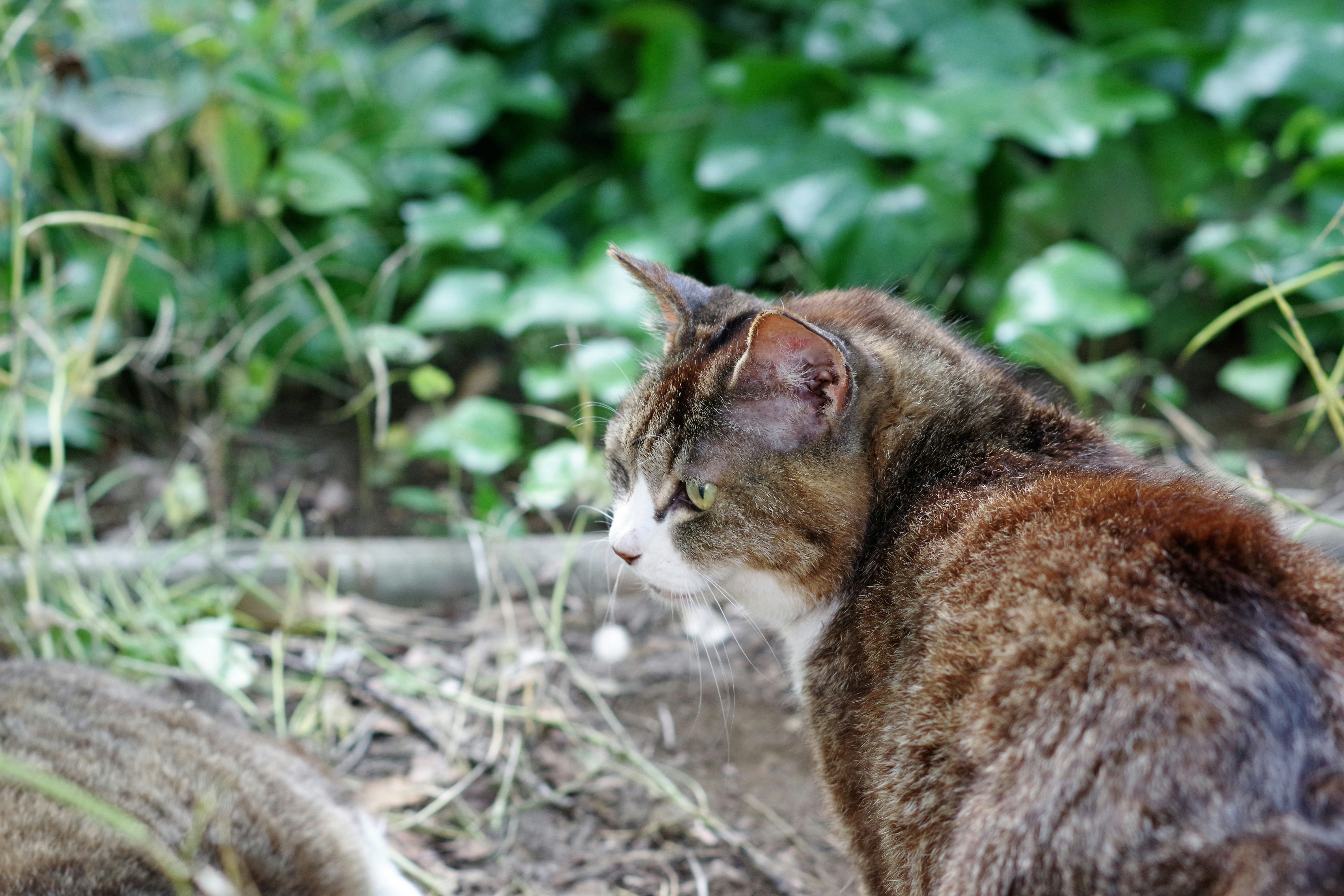 草むらの中で休む野良猫