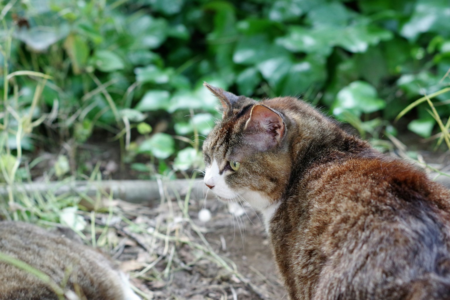 Kucing coklat di lingkungan latar belakang hijau