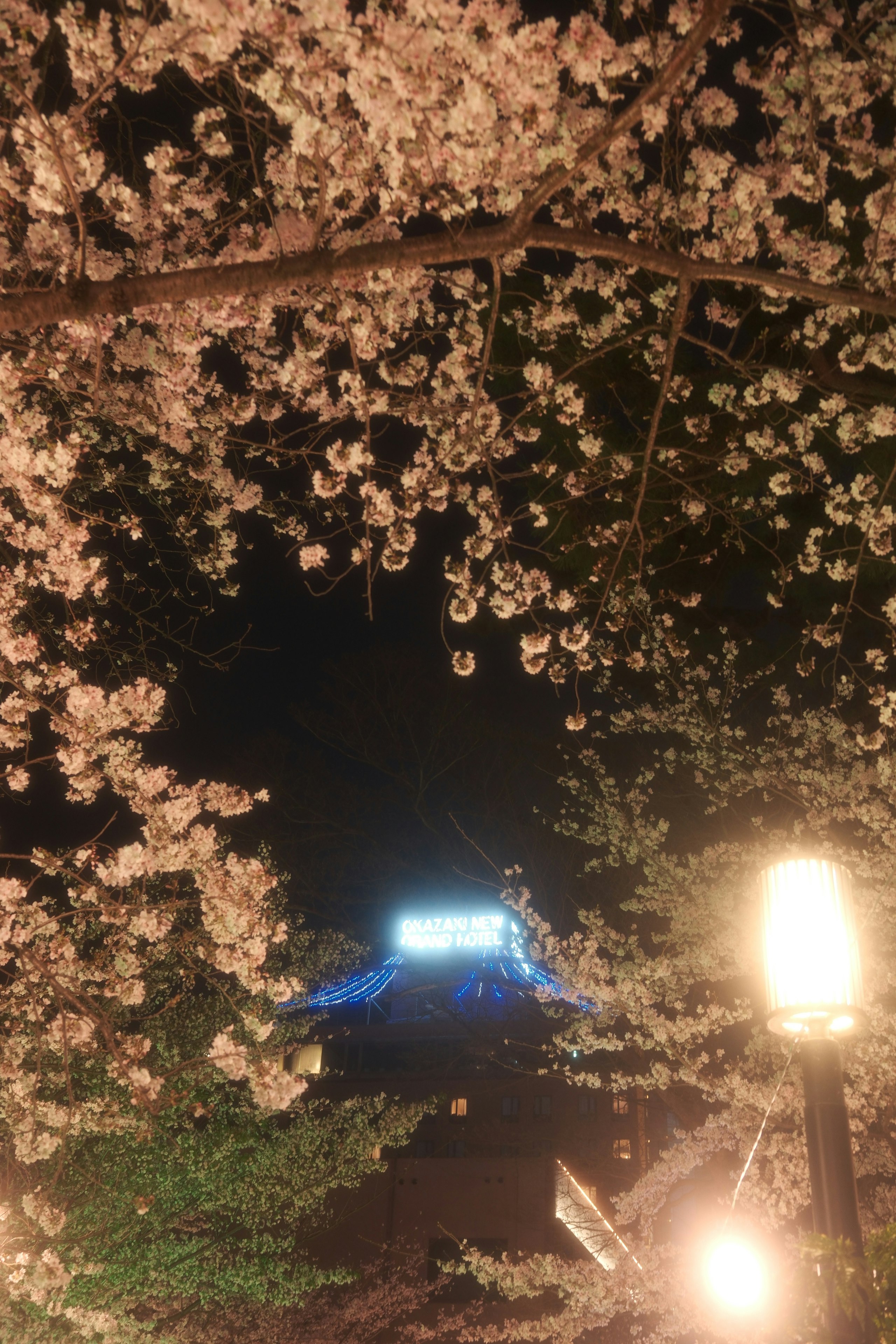 夜桜が咲く岡崎城公園の桜並木と提灯の灯り
