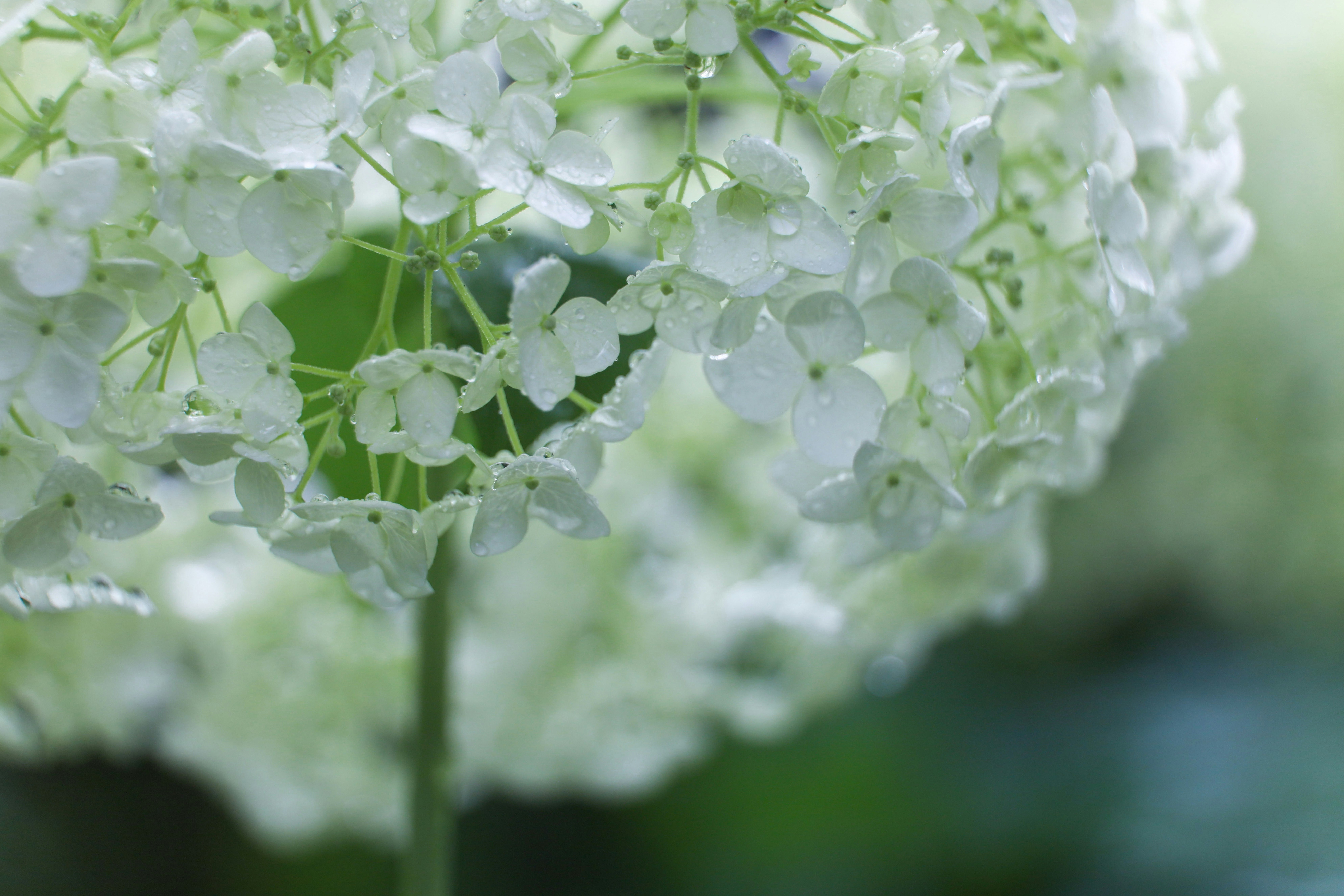 紫陽花の花房に降りた露のクローズアップ