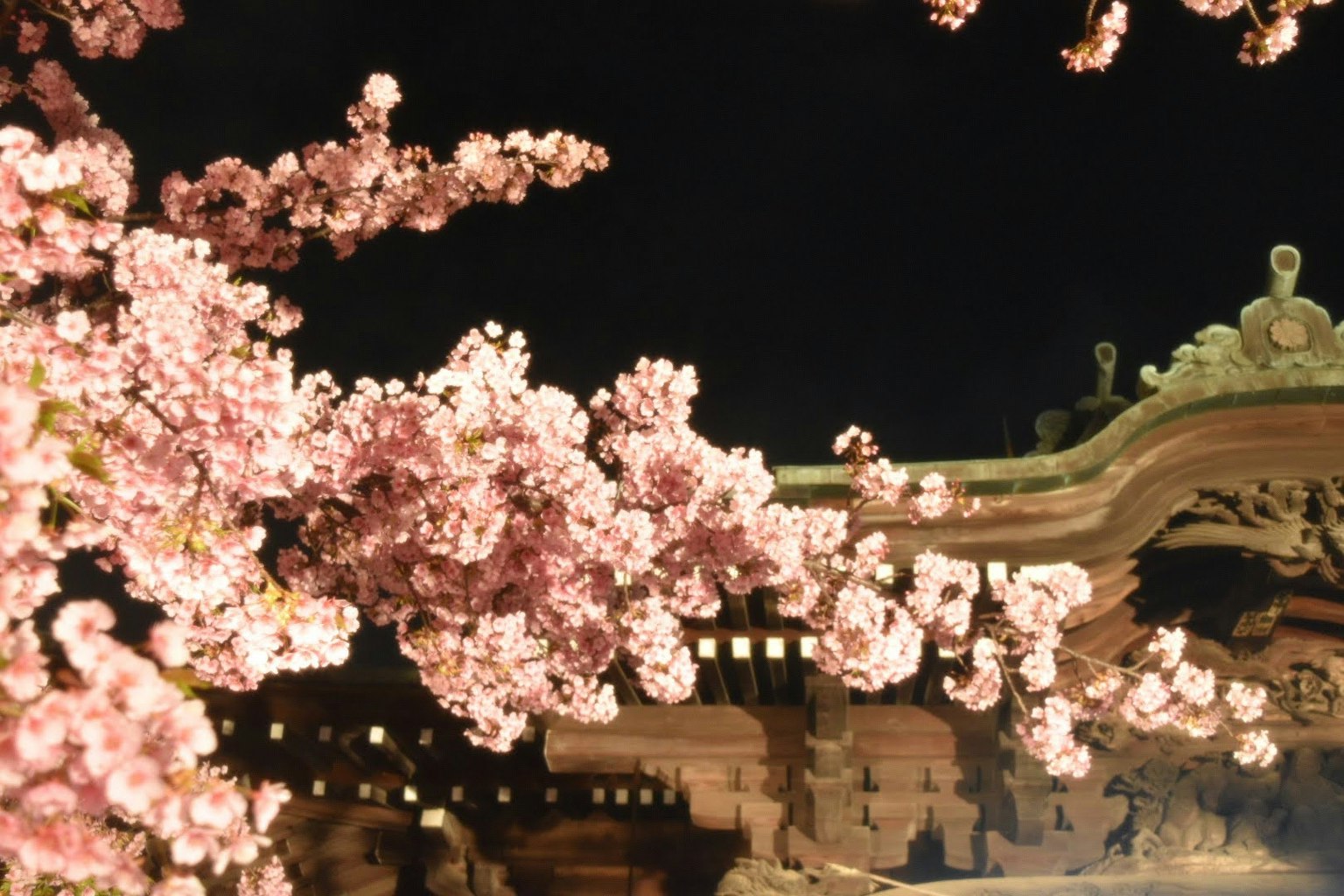 Magnifiques cerisiers en fleurs la nuit avec une architecture traditionnelle