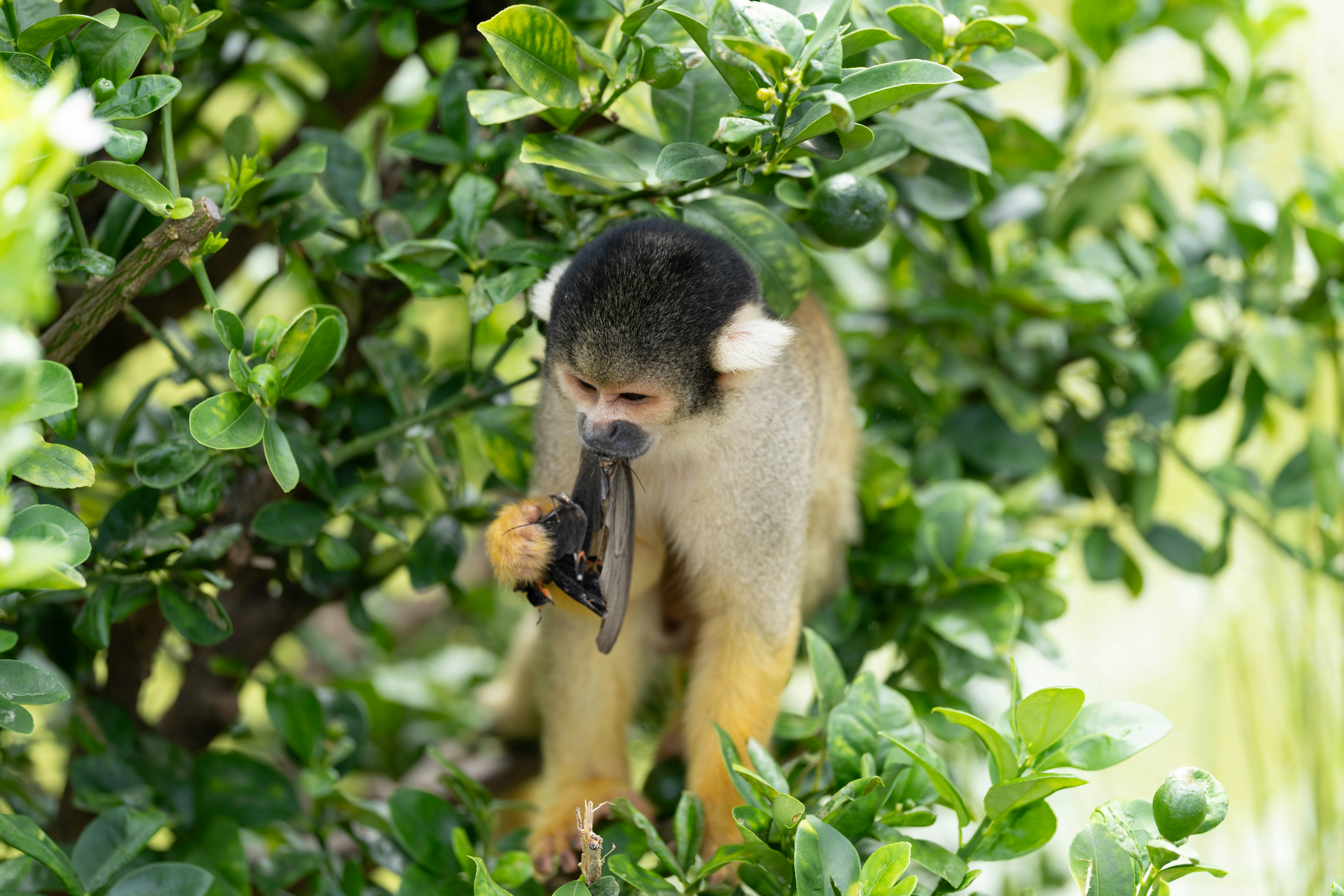 A monkey reaching through dense green foliage