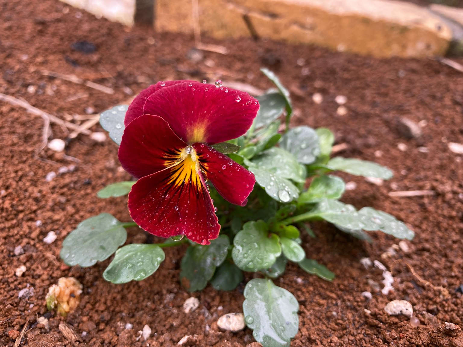Bunga pansy merah dengan tetesan air di kelopak