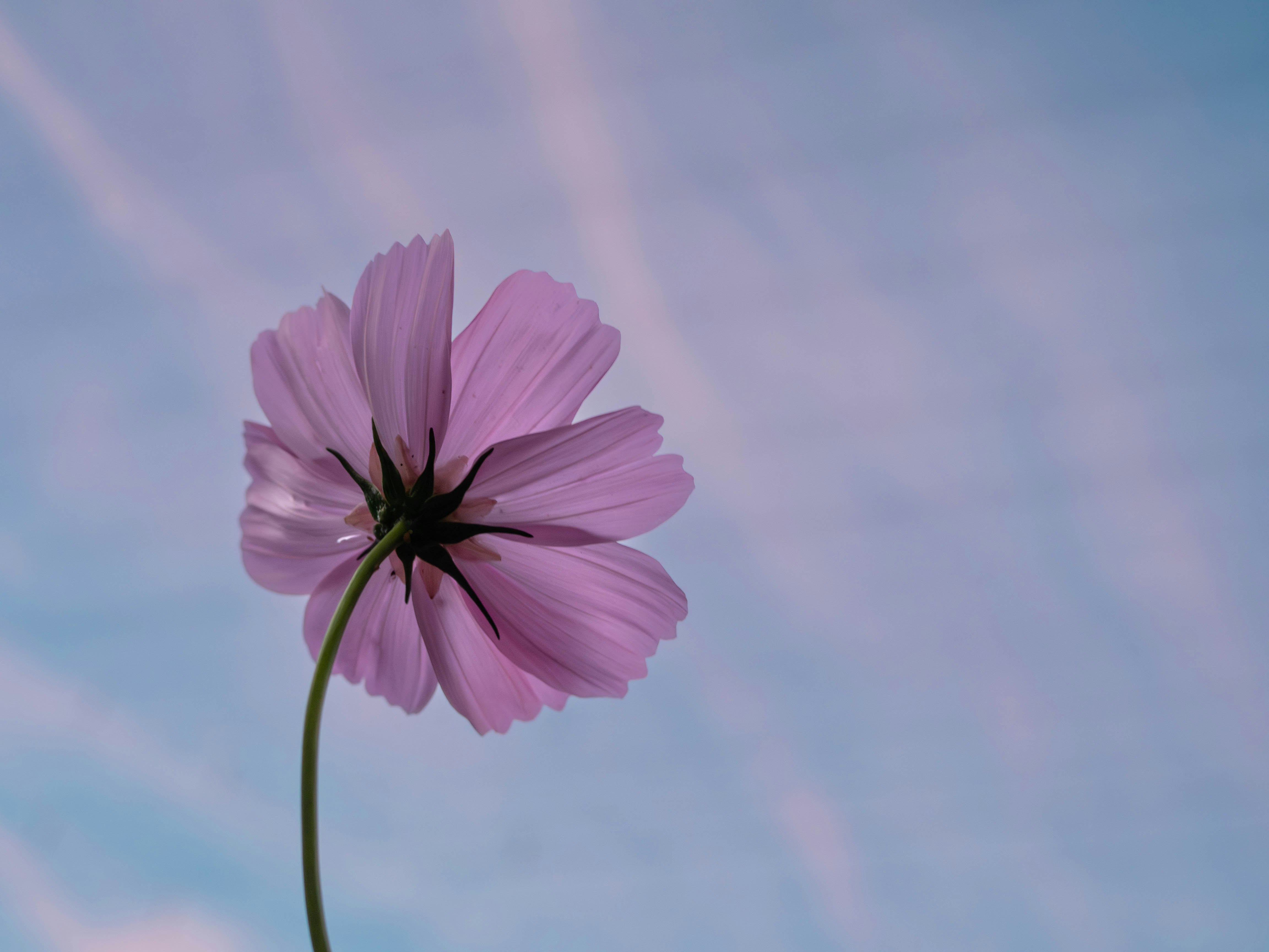 青空を背景に咲くピンクのコスモスの花