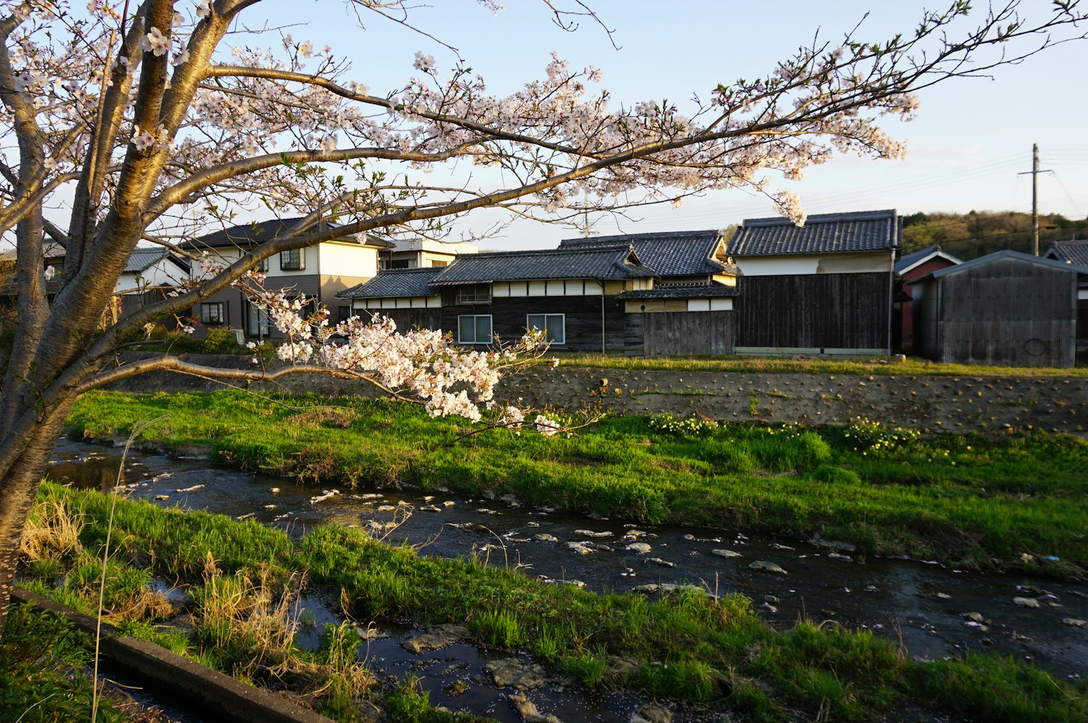 Paysage japonais avec un cerisier et une rivière tranquille avec des maisons traditionnelles