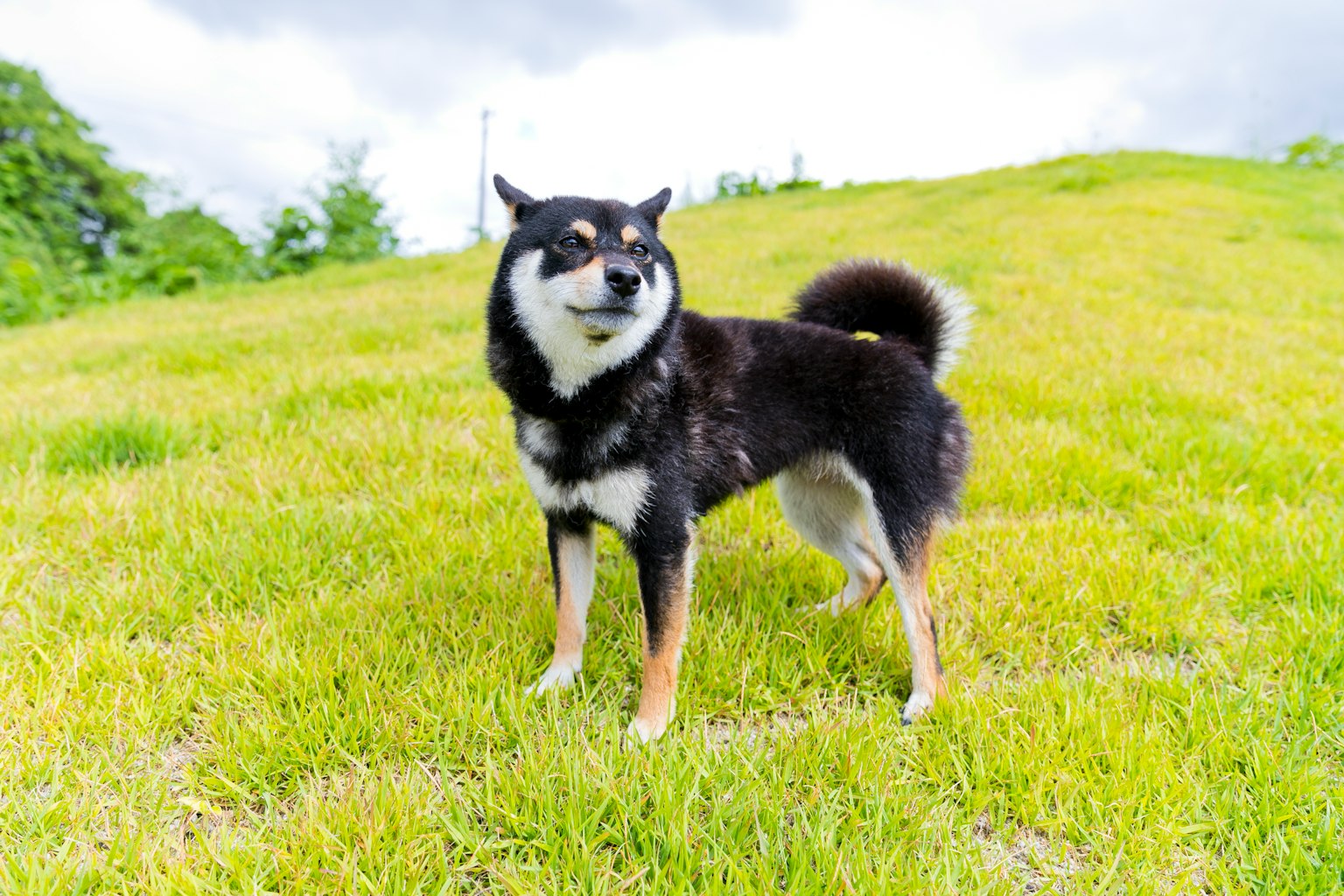 A black Shiba Inu standing in a green grassy field