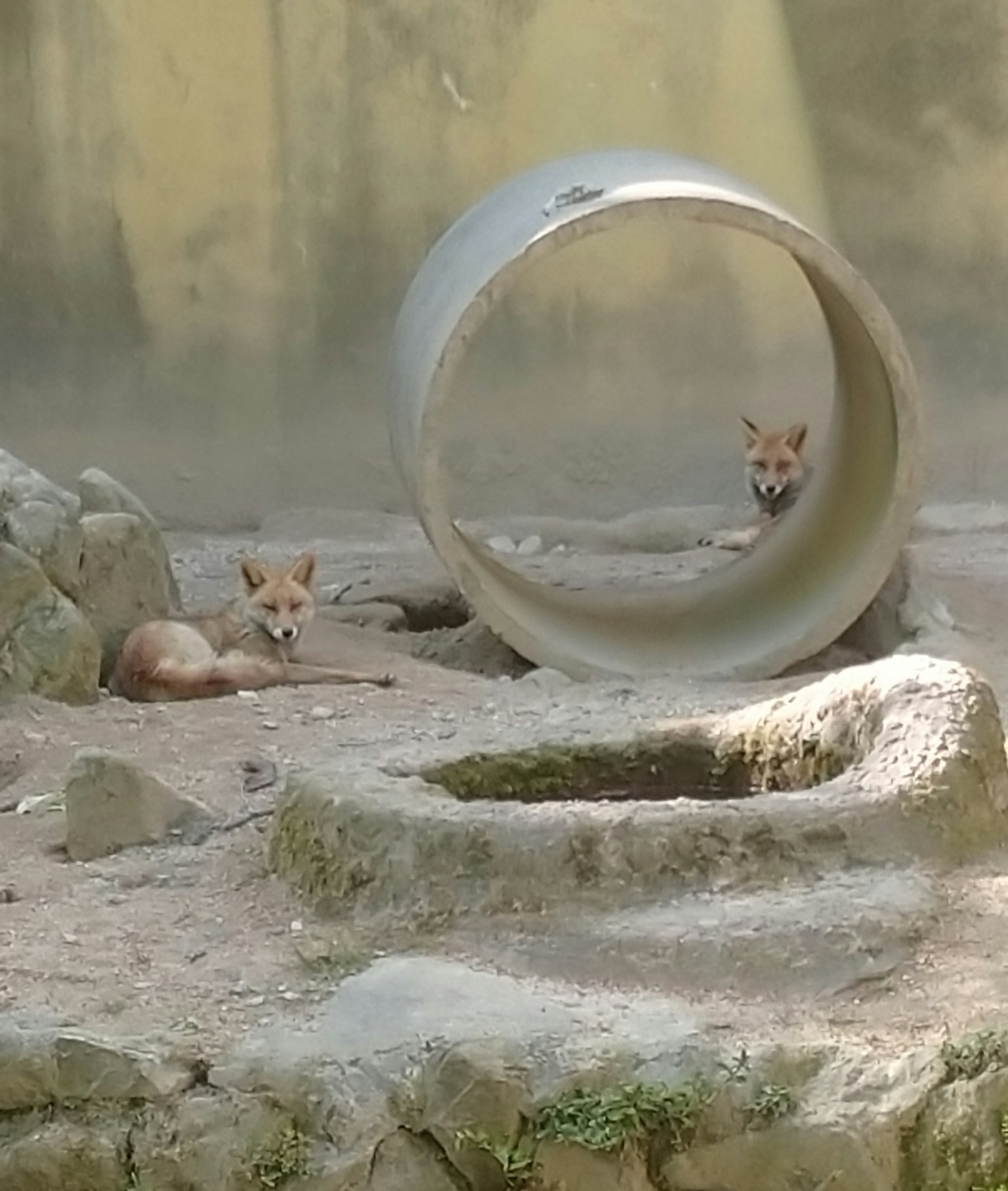 Deux petits renards jouant près d'une structure cylindrique dans une enceinte sablonneuse