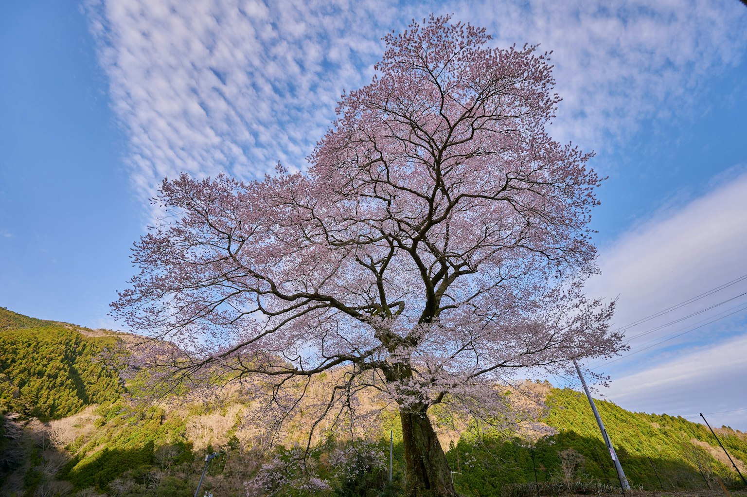 蓝天之下樱花树的美丽景象