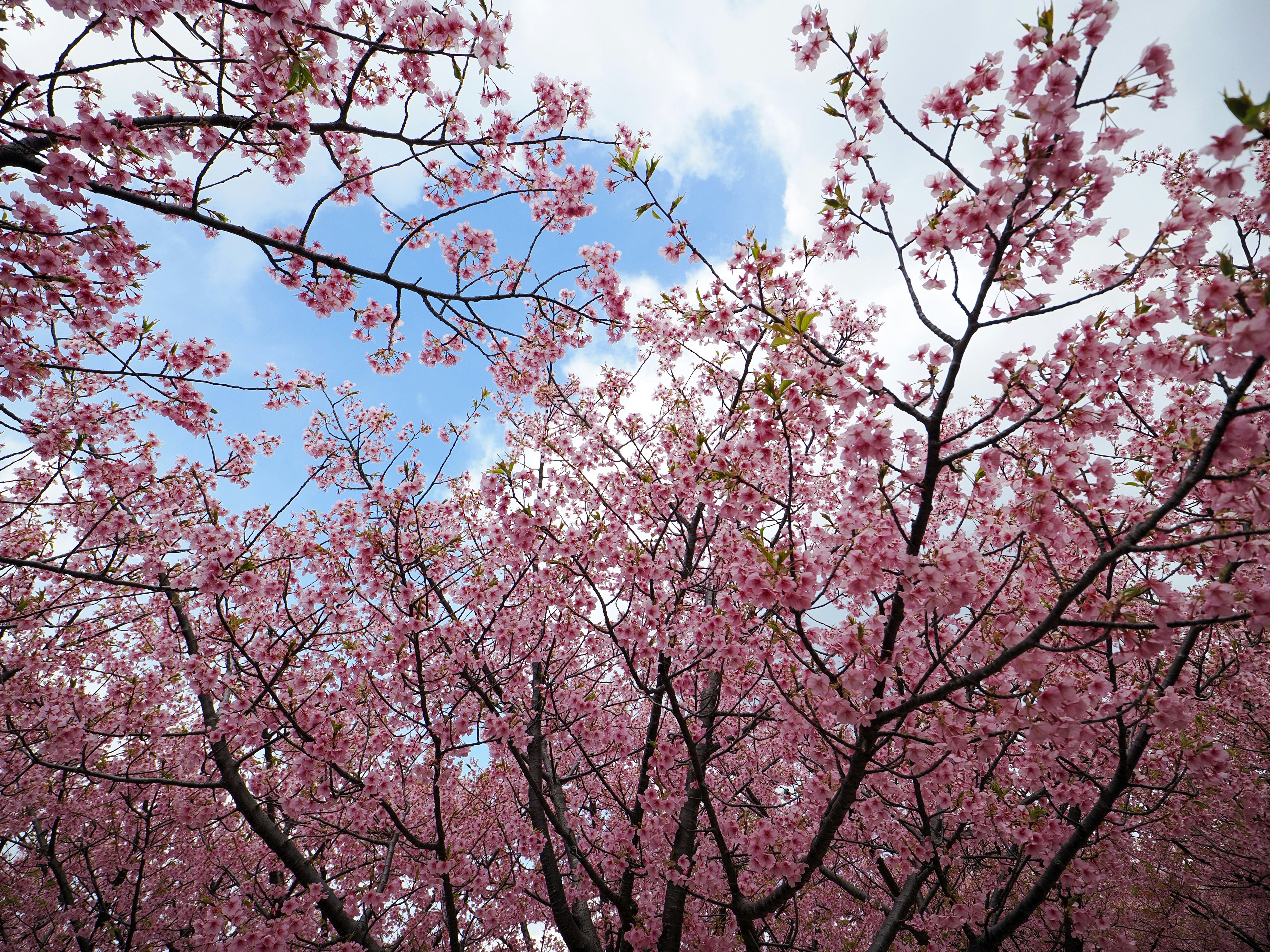 満開の桜の枝が空に広がる春の景色