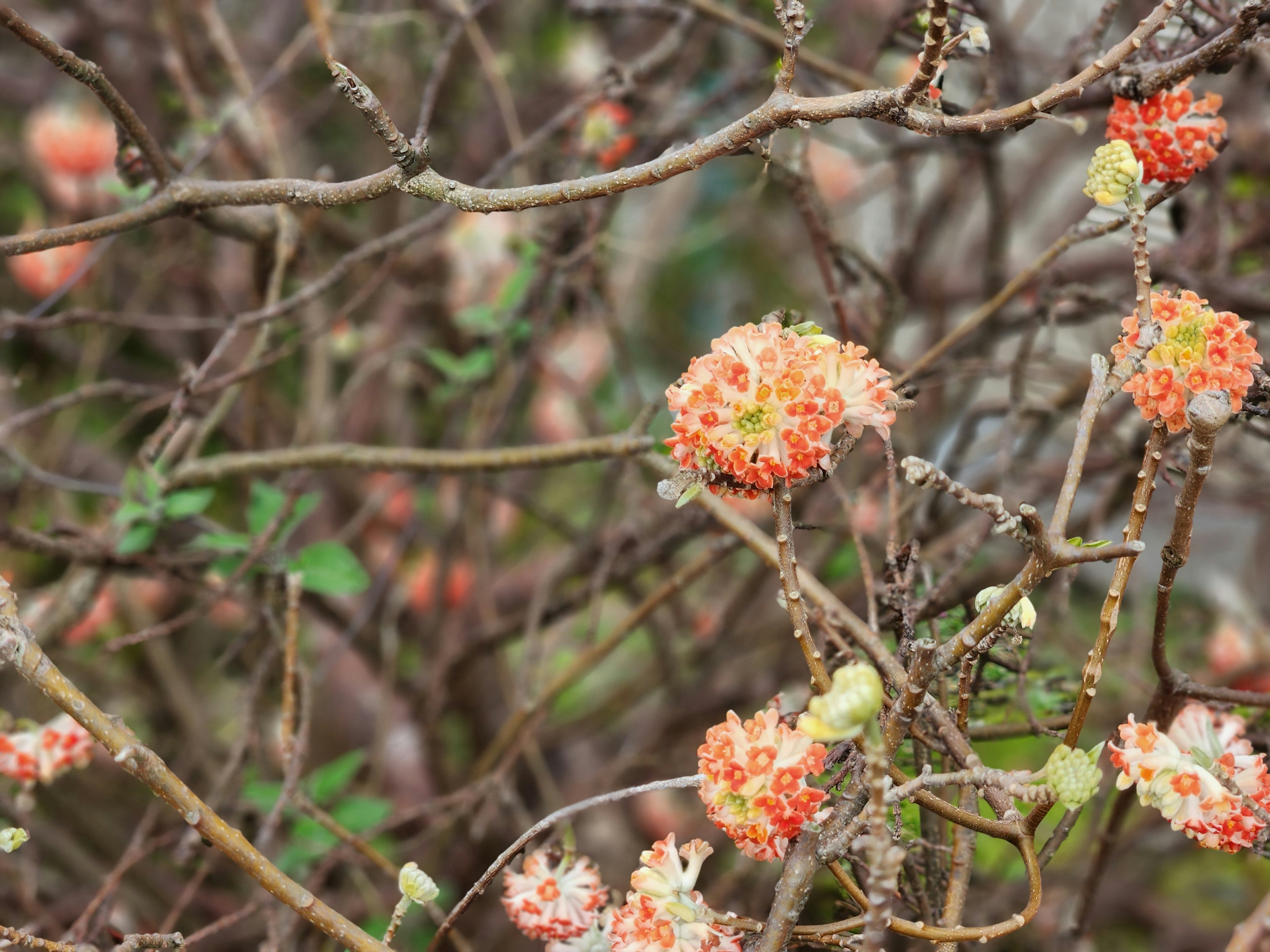 オレンジ色の花が咲く三ツ又（みつまた）の枝先の春景色