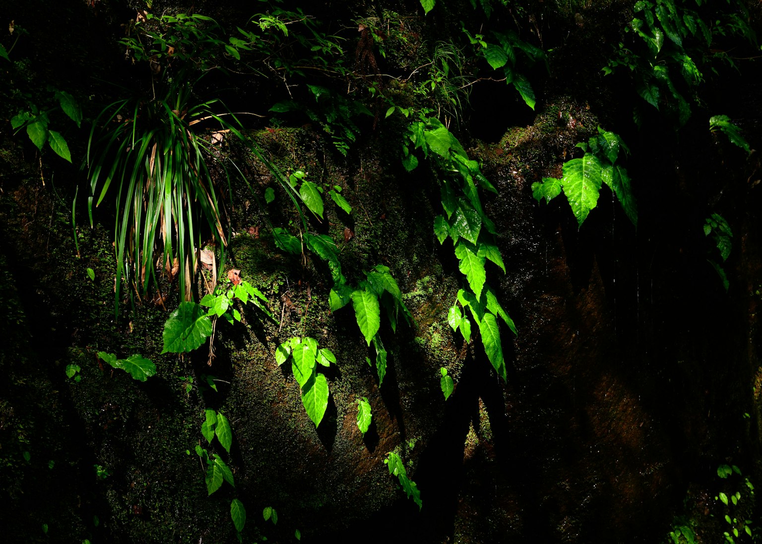 Hojas verdes contrastando contra un fondo rocoso oscuro en un entorno natural