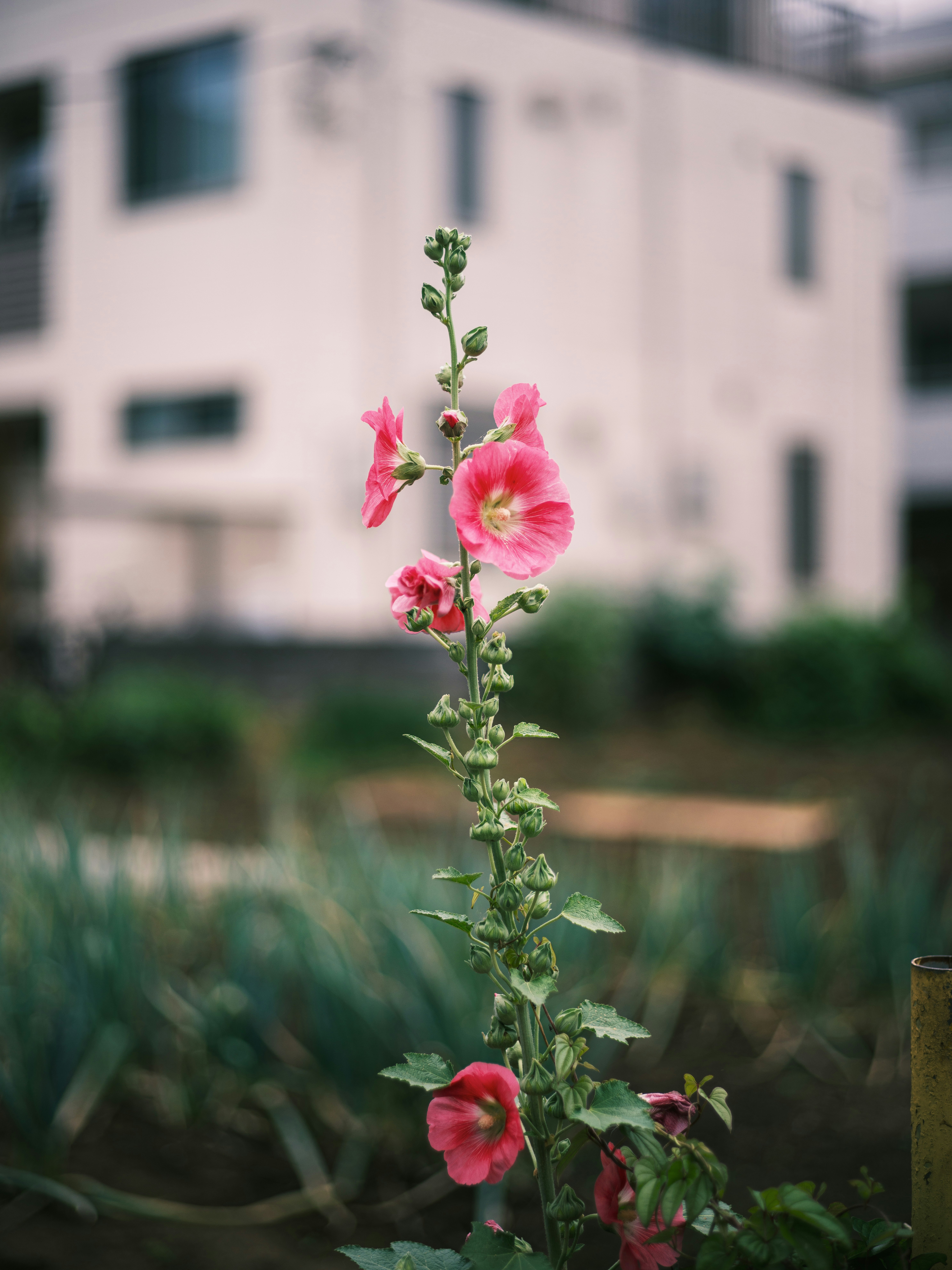 jardín exterior en primer plano con flores rojas y rosas en floración