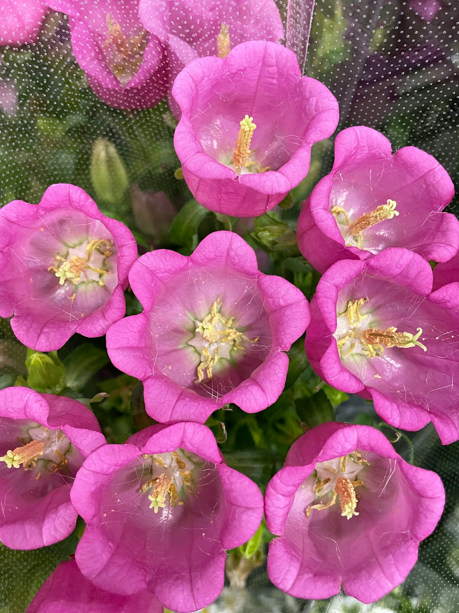 特寫展示鮮豔的粉紅色花朵，花瓣細緻，雄蕊清晰可見