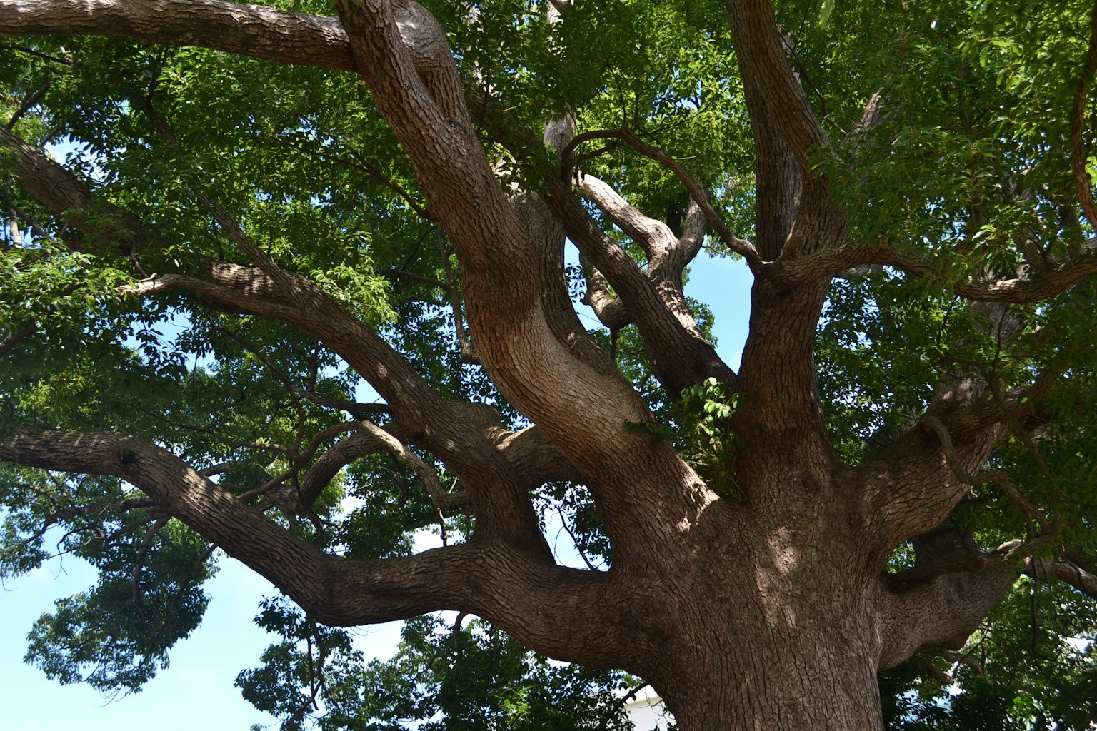 Ein großer Baum mit ausladenden Ästen und grünen Blättern