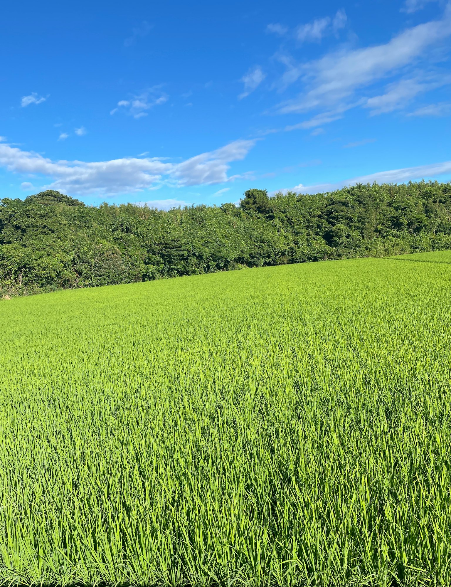 Üppiges grünes Reisfeld unter einem klaren blauen Himmel