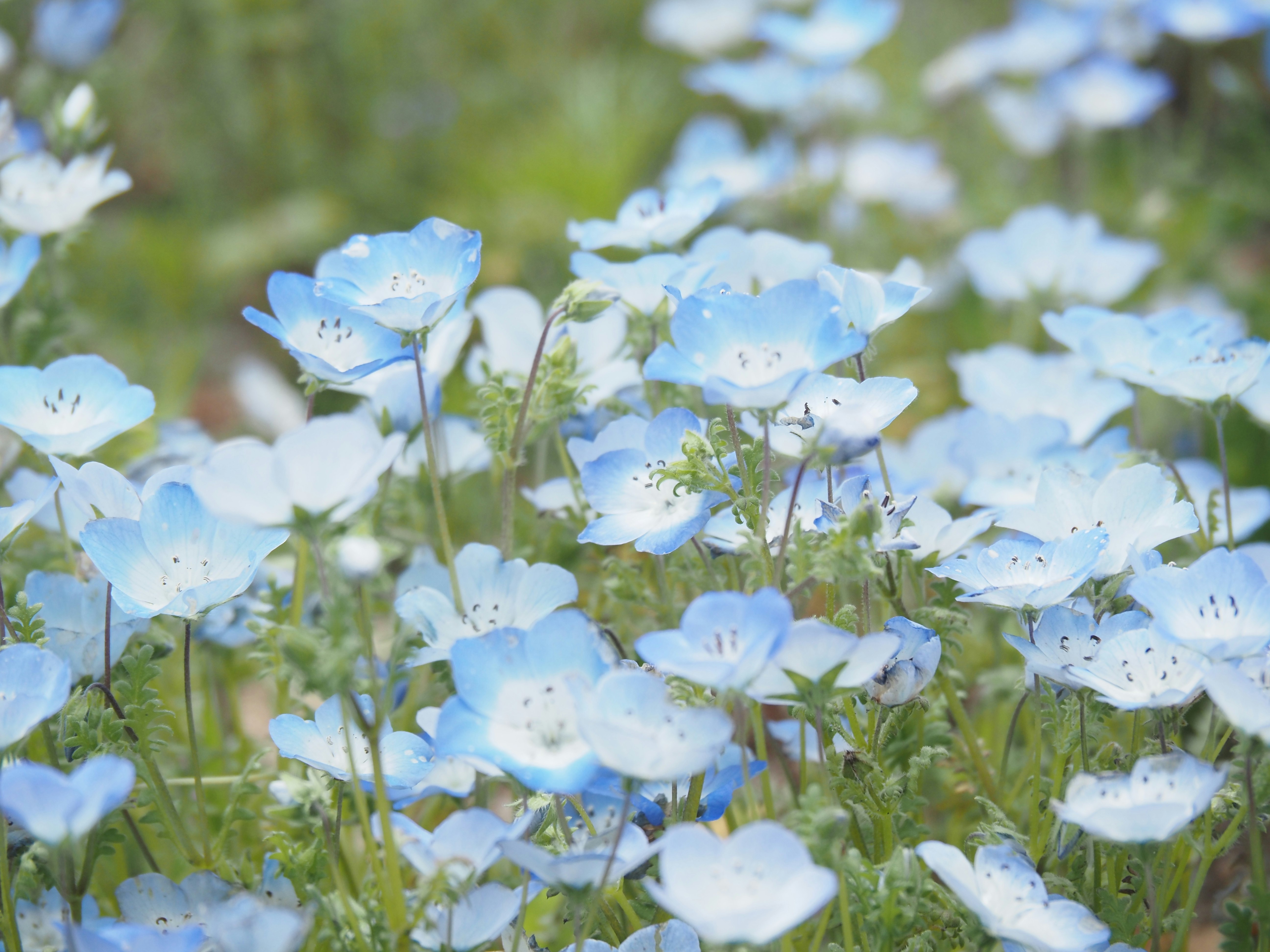 Nemophila-Blütenfeld in voller Frühlingsblüte