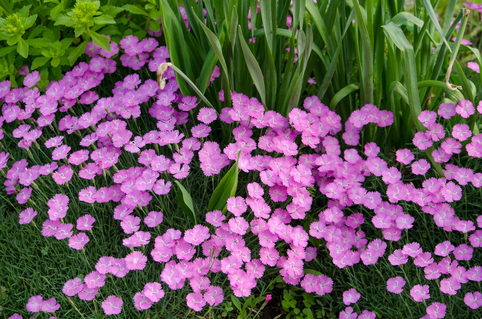 Una vivace esposizione di fiori rosa che fioriscono in un giardino