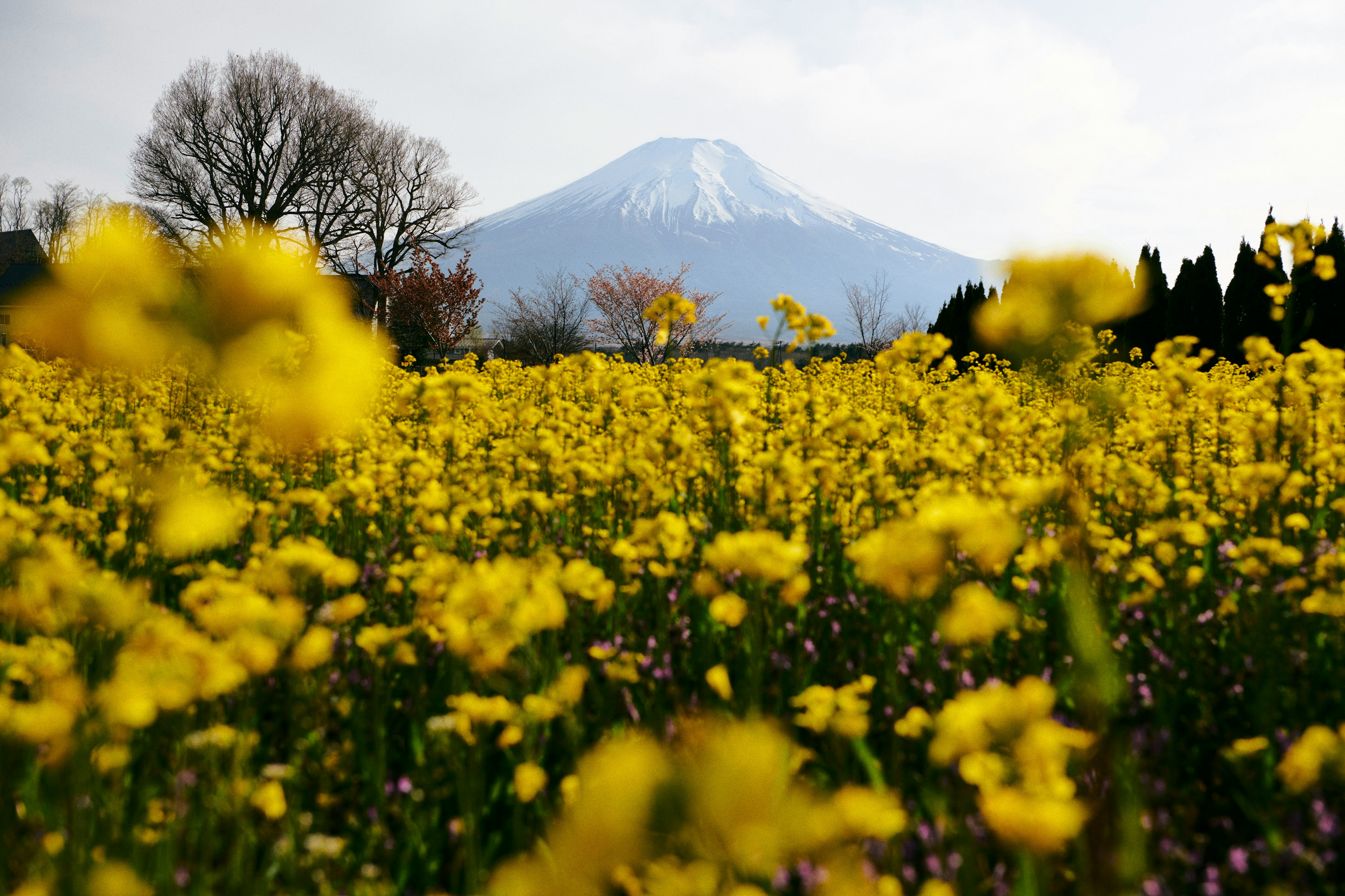 黄色い菜の花畑と遠くにそびえる富士山の眺め