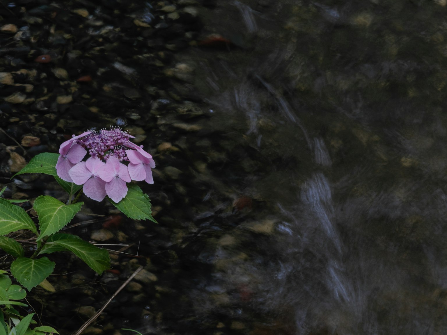 Eine rosa Blume am Ufer mit einem Kieselsteinhintergrund