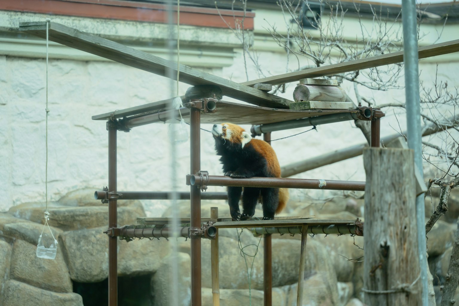 Panda merah berdiri di atas struktur kayu