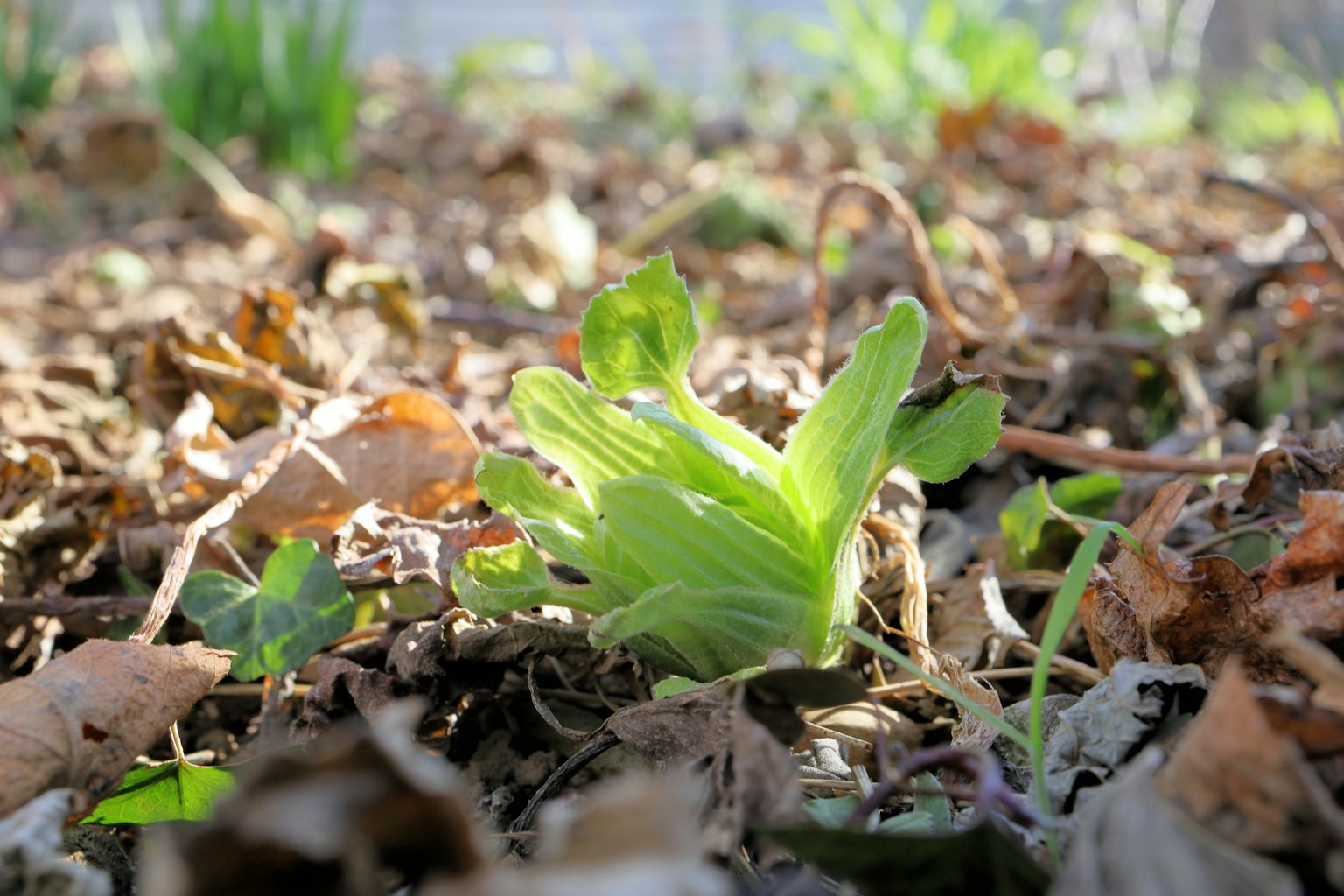 Una giovane pianta verde che spunta dal terreno circondata da foglie secche