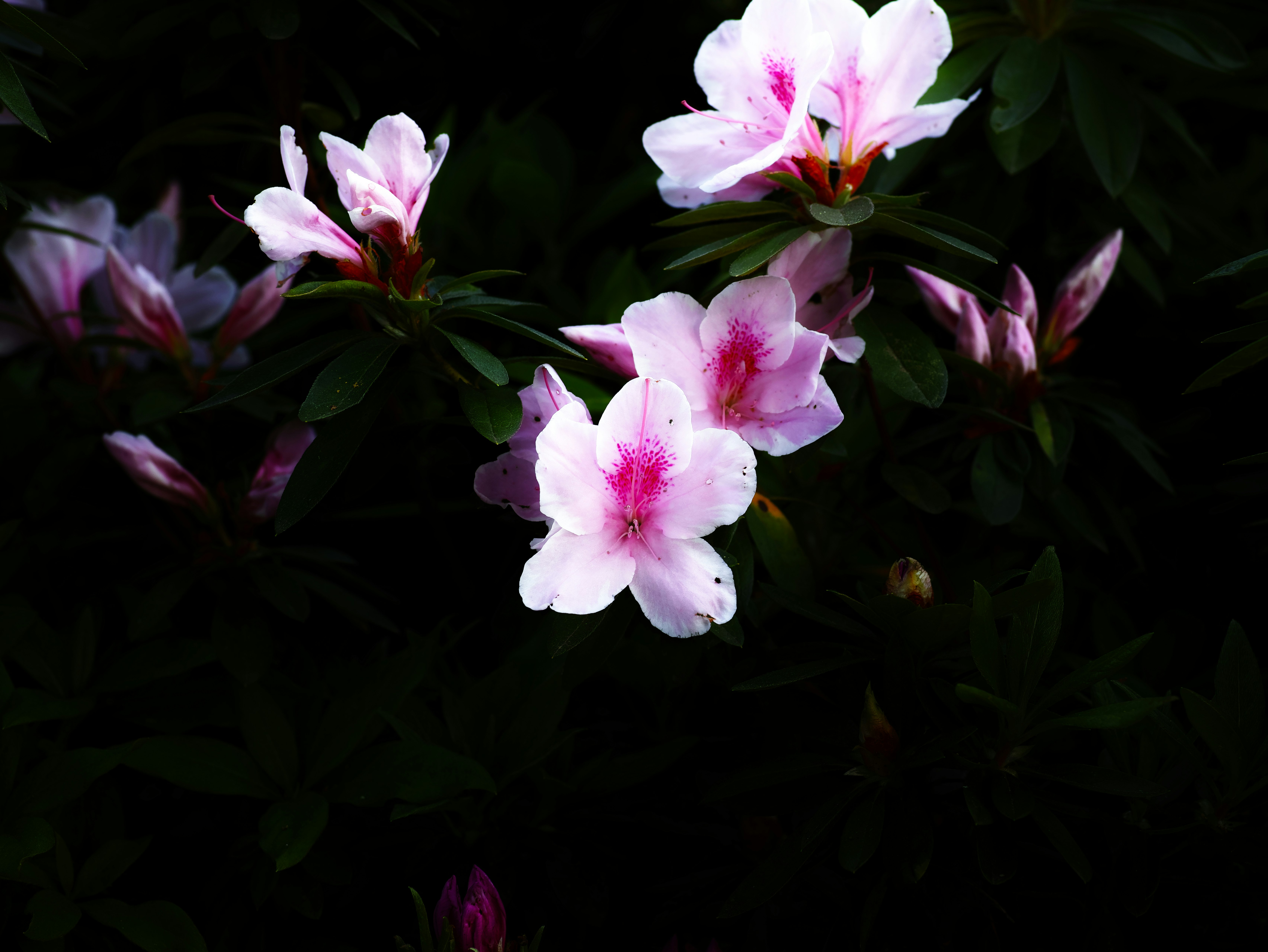 粉色杜鹃花特写
