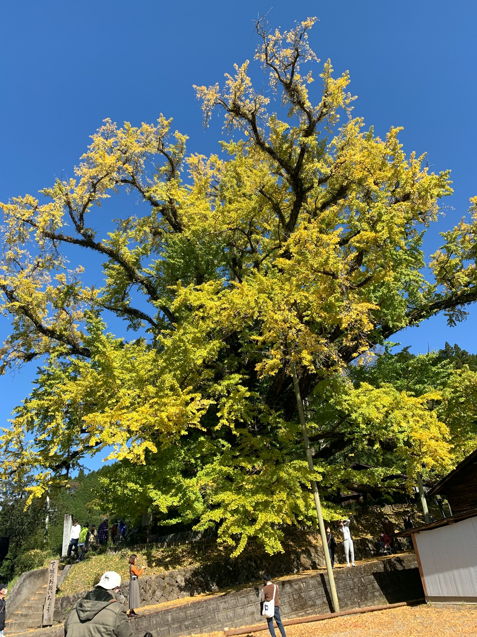 Cây ginkgo lớn với lá vàng rực rỡ dưới bầu trời xanh rõ ràng